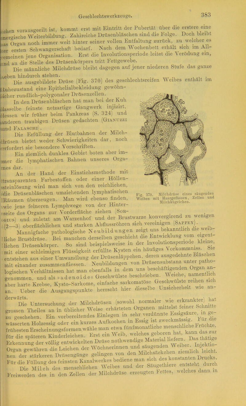 Chen vorausgeeilt ist, kommt erst mit Eintritt der Pubertät über die erstere eine nero'ische ^Yeiterbildung. Zahlreiche Drüsenbläschen sind die Folge. Doch bleibt ' as Organ noch immer weit hinter seiner vollen Entfaltung zurück, zu welcher es ’öer ersten Schwangerschaft bedarf. Nach dem Wochenbett erhält sich im All- remeinen jene Organisation. Erst die Involiitionsperiode leitet die Verödung ein, •nd an die Stelle des Drüsenkörpers tritt Fettgewebe. Die männliche Milchdrüse bleibt dagegen auf jener niederen Stufe das ganze 'jeben hindurch stehen. Die ausgebildete Drüse (Fig. 370) des geschlechtsreifen Weibes enthält im {luhezustand''eine Epithelialbekleidung gewöhn- iicher rundlich-polygonaler Drüsenzellen. In den Drüsenbläschen hat man bei der Kuh dasselbe feinste netzartige Gangwerk injizirt, Hessen wir früher beim Pankreas (S. 324) und linderen traubigen Drüsen gedachten (Gia.nuzzi mnd Fal.ischiF Die Erfüllung der Blutbahnen der Milch- iirüsen bietet weder Schwierigkeiten dar, noch »erfordert sie besondere Vorschriften. Ein ziemlich dunkles Gebiet boten aber im- inner die lymphatischen Bahnen unseres Orga- mes dar. An der Hand der Einstichsmethode mit •transparenten Farbestoffen oder einer Höllen- ssteinlösung wird man sich von den reichlichen, ,die Drüsenbläschen umziehenden lymphatischen ■Räumen überzeugen. Man wird ebenso finden, \wie jene feineren Lymphwege von der Hinter- -seite des Organs zur Vorderfläche ziehen (Son- ■ Giüs) und zuletzt am Warzenhof und der Brustwarze konvergirend zu wenigen ; (2—3) oberflächlichen und starken Abflussröhren sich vereinigen ^Sappev) . Mannigfache pathologische Neubildungen zeigt uns bekanntlich die weib- : liehe Brustdrüse. Bei manchen derselben geschieht die Entwiddung vom eigent- liehen D,üse„l>Ovpe. So Binciy=iepielswdsey._d.. Fig. 370. MilcMrüse eines säugenden Weibes mit Haargefässen, Zellen und Mücblcügolcben. iicnen uruseuivuiuci. uu , „ i mit einer schleimigen Flüssigkeit mfttllte Kj-» m mit einer scnieimigeu riu&sigivcau ^ T3inctrsl-.p-n entstehen ans einer Umwandlung der Drttsenlappchen deren ausgedehnte Blasc^ mit einander susammendiessen. Neubildungen von logischen Yerhällnissen hat man ebenfalls in dem uns besohafugend „ genommen, und als adenoide» Geschwülste beschrieben. Weiche, ~t f Ler hatte Krebse, Kysto-Sarkome, einfache sarkomatöse Geschivulste reihen s an. üeber die Ausgangspunkte herrscht hier dieselbe Unsicherheit wie an derwärts. Die Untersuchung der Milchdrüsen (sowohl normaler ude erkrankter 1 hat gi-ossen^Theiles an in üblicher Weise erhärteten Organen zvi geschehen. Ein vorbereitendes Einlegen in sehr verdünnte ^ ^ wäslerten Holzessig oder ein kurzes Aufkochen frühesten Erscheinungsformen wähle man etwa fünfmonatliche für die späteren Kinderleichen. Erst ein Weib, f Erkennung der völlig entwickelten Drüse nothwendige Material Organ gewähren die Leichen der Wöchnerinnen und säugenden V 'femiieh lekht nen de stärkeren Drüsengänge gelingen von den Für die Füllun- des feinsten Kanalwerkes bediene man sich des konstanten s Die Milch des menschlichen AVeibes und der Säugethiere entsteht duic Freiwerden des in den Zellen der Milchdrüse erzeugten bettes, welches dann in