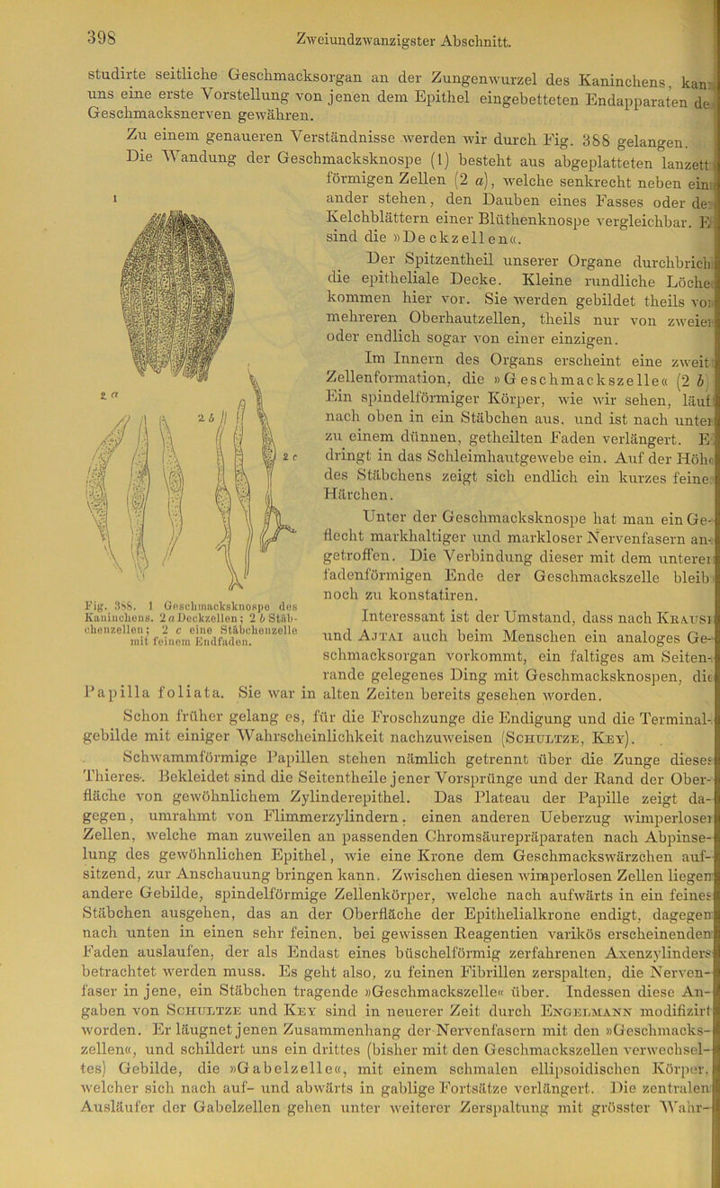 studirte seitliche Geschmacksorgan an der Zungenwurzel des Kaninchens, kan% uns eine erste Vorstellung von jenen dem Epithel eingebetteten Endapparaten de' Geschmacksnerven gewähren. j Zu einem genaueren Verständnisse werden wir durch Fig. 3SS gelangen. Die Wandung der Geschmacksknospe (1) besteht aus abgeplatteten lanzett : förmigen Zellen (2 a), welche senkrecht neben ein:: ander stehen, den Dauben eines Fasses oder de: Kelchblättern einer Blüthenknospe vergleichbar. Iv sind die »Deckzellen«. Der Spitzentheil unserer Organe durchbrichi die epitheliale Decke. Kleine rundliche Lochet kommen hier vor. Sie werden gebildet theils vo» mehreren Oberhautzellen, theils nur von zweier oder endlich sogar von einer einzigen. Im Innern des Organs erscheint eine zweit: Zellenformation, die »Geschmackszelle« (2 ö Ein spindelförmiger Körper, wie wir sehen, läufi nach oben in ein Stäbchen aus, und ist nach unter zu einem dünnen, getheilten Faden verlängert. E: dringt in das Schleimhautgewebe ein. Auf der Höhn des Stäbchens zeigt sich endlich ein kurzes feine; Härchen. Unter der Geschmacksknospe hat man ein Ge- flecht markhaltiger und markloser Nervenfasern aiv getroffen. Die Verbindung dieser mit dem unterer fadenförmigen Ende der Geschmackszelle bleib' noch zu konstatiren. Interessant ist der Umstand, dass nach Kka,usi und A.7TAI auch beim Menschen ein analoges Ge- schmacksorgan vorkommt, ein faltiges am Seiten- rande gelegenes Ding mit Geschmacksknospen, die Fapilla foliata. Sie war in alten Zeiten bereits gesehen ■worden. Schon früher gelang es, für die Froschzunge die Endigung und die Terminal- gebilde mit einiger Wahrscheinlichkeit nachzuweisen (Schultze, Key). Schwammförmige Papillen stehen nämlich getrennt über die Zunge dieses Thieres-. Bekleidet sind die Seitentheile jener Vorsprünge und der Band der Ober- fläche von gewöhnlichem Zylinderepithel. Das Plateau der Papille zeigt da- gegen , umrahmt von Flimmerzylindern. einen anderen Ueberzug wimpeiiosei Zellen, welche man zuweilen an passenden Ghromsäurepräparaten nach Abpinse- lung des gewöhnlichen Epithel, wie eine Krone dem Geschmackswärzchen auf- sitzend, zur Anschauung bringen kann. Zwischen diesen wiraperlosen Zellen liegen andere Gebilde, spindelföi’mige Zellenkörper, welche nach aufwärts in ein feines Stäbchen ausgehen, das an der Oberfläche der Epithelialkrone endigt, dagegen nach unten in einen sehr feinen, bei gewissen Reagentien varikös erscheinenden Faden auslaufen, der als Endast eines büschelförmig zerfahrenen Axenzylinders betrachtet werden muss. Es geht also, zu feinen Fibrillen zerspalten, die Ä^erven- faser in jene, ein Stäbchen tragende »Geschmackszelle« über. Indessen diese An- gaben von ScHTJETZE und Key sind in neuerer Zeit durch Engeemann modifizirt Avorden. Er läugnet jenen Zusammenhang der Nervenfasern mit den »Geschmacks- zellen«, und schildert uns ein drittes (bisher mit den Geschmackszelleu verwechsel- tes) Gebilde, die »Gabelzelle«, mit einem schmalen ellipsoidischen Körper, Avelcher sich nach auf- und abwärts in gablige Fortsätze verlängert. Die zentralen Ausläufer der Gabelzellen gehen unter weiterer Zerspaltung mit grösster AVahr- 1 Ei|{. It'jS. 1 Goscliiimcksknospo dos Kaniiiolioiis. ‘irtUeckzollon ; 2 4 Stilb- clienzellon; 2 c eine Stäbehonzelle mit feinem Endfiidon.