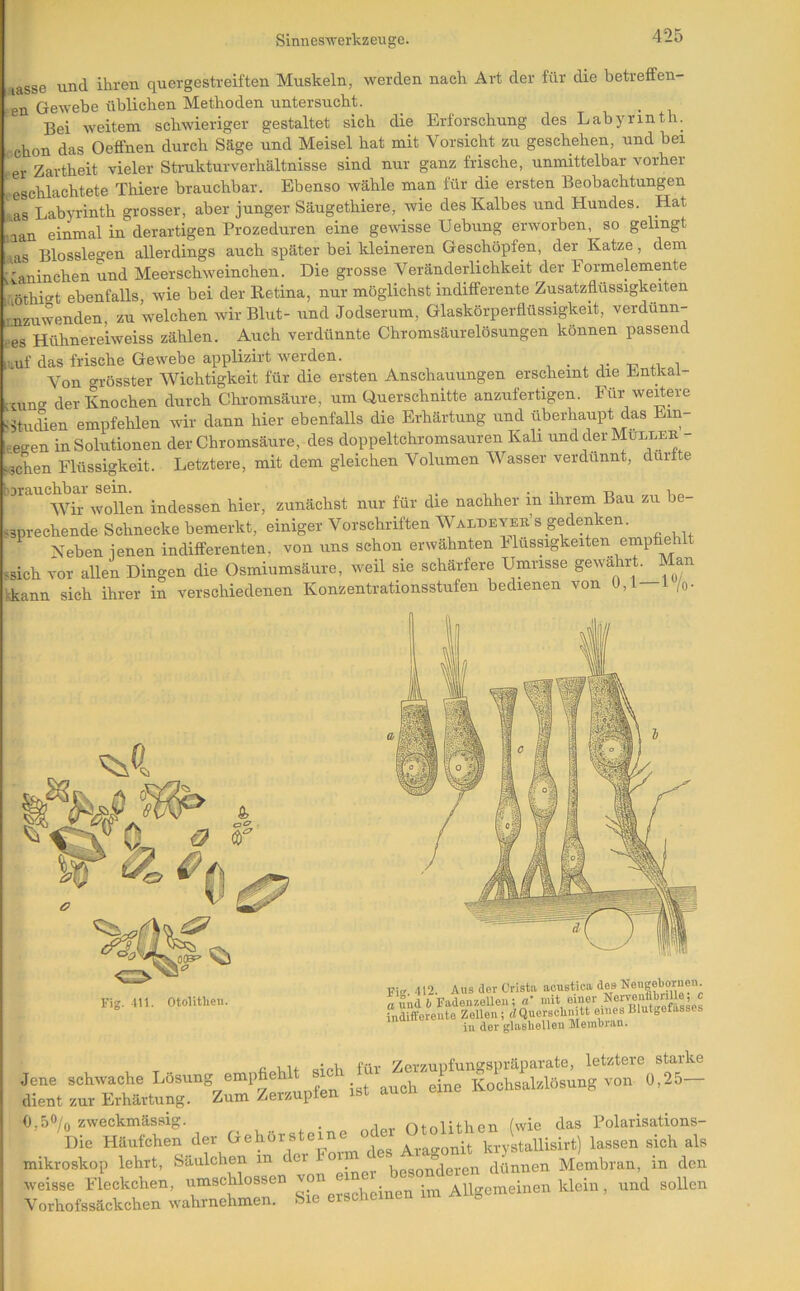 aasse und ihren quergestreiften Muskeln, werden nach Art der für die betreffen- en Gewebe üblichen Methoden untersucht. Bei weitem schwieriger gestaltet sich die Erforschung des Labyrinth, ochon das Oeffnen durch Säge und Meisel hat mit Vorsicht zu geschehen, und bei , er Zartheit vieler Strukturverhältnisse sind nur ganz frische, unmittelbar vorher heschlachtete Thiere brauchbar. Ebenso wähle man für die ersten Beobachtungen fas Labyrinth grosser, aber junger Säugethiere, wie des Kalbes und Hundes. Hat laan einmal in derartigen Prozeduren eine gewisse Hebung erworben, so gelingt aas Blossleo-en allerdings auch später bei kleineren Geschöpfen, der Katze, dem [ianinchen und Meerschweinchen. Die grosse Veränderlichkeit der Formelemente iuöthit ebenfalls, wie bei der Retina, nur möglichst inditferente Zusatzflüssigkeiten anzuwenden, zu welchen wir Blut- und Jodserum, Glaskörperflüssigkeit, verdünn- tes Hühnereiweiss zählen. Auch verdünnte Chronisäurelösungen können passend Oiuf das frische Gewebe applizirt werden. . , j- x;. i Von grösster Wichtigkeit für die ersten Anschauungen erscheint die Entkai- •uing der Knochen durch Chromsäure, um Querschnitte anzufertigen. Für weitere Btiidien empfehlen wir dann hier ebenfalls die Erhärtung und überhaupt das Ein- eegen in Solutionen der Chromsäure, des doppeltchromsauren Kali und der Mulmk- ^3cLn Flüssigkeit. Letztere, mit dem gleichen Volumen Wasser verdünnt, durfte Wir wollen indessen hier, zunächst nur für die nachher in ihrem Bau zu be- ssprechende Schnecke bemerkt, einiger Vorschriften Wamevek’s gedenken. Neben jenen indifferenten, von uns schon erwähnten Flüssigkeiten empfiehlt .sich vor allen Dingen die Osmiumsäure, weil sie schärfere Umrisse gewahrt. Man kkann sich ihrer in verschiedenen Konzentrationsstufen bedienen von 0,1 1 /o- Fig. 111. OtoUthen. 412. Aus der Crista acustica des adtFadou/.eUeu; a* Ä ifforeute Zollen; dQuorscUmtt eines Blutgefässes , T sich für Zerzupfungspräparate, letztere starke ene schwache Losung empfiehlt 1 ^.g^lzlösung von 0,25— ient zur Erhärtung. Zum Zerzupfen ibt aucii eine ,50/0 zweckmässig. . ntnlHhen fwie das Polarisations- 'ilic Häufchen der «ehörste.ne ode ^‘^33» eich ale likrostop lehrt, Saulchen m t besonderen dünnen Membran, in den .'eisse Fleckchen, umschloesen ;,n Allgemeinen klein , und sollen lorhofssäokchen ivahrnehmen. ,Sie erscheinen im AU„e.nei