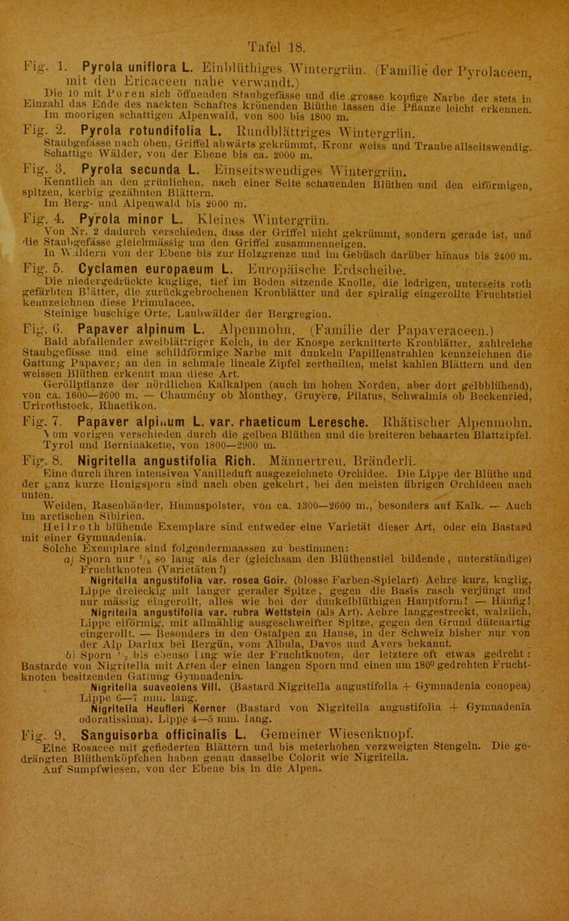 Fig. 1. Pyrola uniflora L. MnbUithiges Wintergrün. (Familie der Pyrolaceen mit den Ericaceen nahe verwandt.) Die 10 mit l’oren sich öffnenden staubgefässe und die .grosse kopfige Narbe der stets in Einzahl das Ende des nackten Schaftes krönenden Blüthe lassen die l’flanze leicht erkennen Im moorigen schattigen Alpenwald, von 800 bis 1800 m. Fig. 2. Pyrola rotundifolia L. llnudblättriges Wintergrün. Staubgefässe nach oben, Griffel abwärts gekrümmt, Krönt sveiss und Traube nilseitswendig. Schattige Wälder, von der Ebene bis ca. 2000 m. Fig. 8. Pyrola secuntla L. Einseitsweudiges Wintergrün. Kenntlich an den grünlichen, nach einer Seite schauenden Blüthen und den eiförmigen spitzen, korbig gezähnten Blättern. Im Berg- und Alpenwald bis 2000 m. Fig. 4. Pyrola minor L. Kleines Wintergrün. Von Nr. 2 dadurch verschieden, dass der Griffel nicht gekrümmt, sondern gerade ist, und die Staubgefässe gleichmassig um den Griffel zusammenneigen. In Wildern von der Ebene bis zur Holzgrenze und im Gebüsch darüber hinaus bis 2400 m. Fig. 5. Cyclamen europaeum L. Europäische Erdsclieibe. Die niedergedrückte kuglige, tief im Boden sitzende Knolle, die ledrigeu, unterseits rotk gefärbten Blätter, die zuriickgebroclienen Kronblätter und der spiralig eingerollte Fruchtstiel kennzeichnen diese Primulacee. Steinige huschige Orte, Laubwälder der Bergregiou. Fig. 6. Papaver alpinum L. Alpenmolm. (Familie der Papaveraceen.) Bald abfallender zweiblättriger Kelch, in der Knospe zerknitterte Kronblätter, zahlreiche Staubgefässe und eine schildförmige Narbe mit dunkeln Papillenstrahlen kennzeichnen die Gattung Papaver; an den in schmale lineale Zipfel zcrthoilleu, meist kahlen Blättern und den weisseu Blüthen erkennt man diese Art. Geröllpflanze der nördlichen Kalkalpen (auch im hohen Norden, aber dort gelbblühend), von ca. 1600—2600 m. — Ohaumöuy ob Monthey, Gruyere, Pilatus, Schwalmis ob Beckenried, Urirnthstock, Rliaetikon. Fig. 7. Papaver alpinum L. var. rhaeticum Leresche. Rhätischer Alpenmohn. \ om vorigen verschieden durch die gelben Blüthen und die breiteren behaarten Blattzipfel. Tyrol und Berninakette, von 1800—2000 m. Fig. 8. Nigritella angustifolia Rieh. Männertreu, Bränderli. Eino durch ihren intensiven Vanilleduft ausgezeichnete Orchidee. Die Lippe der Bliithe und der ganz kurze llonigsporn sind nach oben gekehrt, bei den meisten übrigen Orchideen nach unten. Weiden, Rasenbänder, Humuspolster, von ca. 1300—2600 m., besonders auf Kalk. — Auch im arctischcn Sibirien. Hellroth blühende Exemplare sind entweder eine Varietät dieser Art, oder ein Bastard mit einer Gynmadenia. Solche Exemplare sind folgendermaassen zu bestimmen: a) Sporn nur V» so lang als der (gleichsam den Blütheustiel bildende, unterständige) Fruchtknoten (Varietäten!) Nigritella angusiifolia var. rosea Goir. (blosse Farben-Spielart) Aehre kurz, kuglig, Lippe dreieckig mit langer gerader Spitze, gegen diu Basis rusch verjüngt und nur massig eingerollt, alles wie bei der duukelblüthigen Hauptform! — Häutig! Nigritella angustifolia var. rubra Wettstein (als Art). Aehre langgestreckt, walzlich, Lippe eiförmig, mit ullmählig ausgeschweifter Spitze, gegen den Grund dütenartig eingerollt. — llesomlers in den Ostalpen zu Hause, iu der Schweiz bisher nur von der Ap) Darlux bei Bergün, vom Albula, Davos und Avers bekannt, bi Sporn 1 2 bis ebenso 1 ing wie der Fruchtknoten, der letztere oft etwas gedreht : Bastarde von Nigritella mit Arten der einen langen Sporn und einen um 180° gedrehten Frucht- knoten besitzenden Gattung Gynmadenia. Nigritella suaveolens VIII. (Bastard Nigritella augustifolia + Gynmadenia conopca) Lippe 6—7 mm. laug. Nigritella Heufleri Kerner (Bastard von Nigritella angustifolia + Gynmadenia odoratissima). Lippe 4—5 mm. lang. Fig. 9. Sanguisorba officinalis L. Gemeiner A leseiiknopf. Eine Rosacee mit geflederten Blättern und bis meterhohen verzweigten Stengeln. Die ge- drängten Blüthenküpfchen haben genau dasselbe Colorit wie Nigritella. Auf Sumpfwiesen, von der Ebene bis in die Alpen.