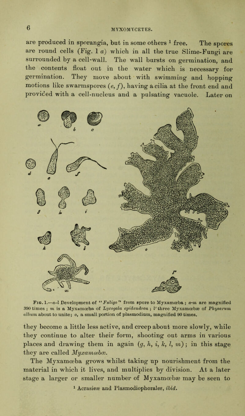 are produced in sporangia, but in some others ^ free. The spores are round cells (Fig. 1 a) which in all the true Slime-Fungi are surrounded by a cell-wall. The wall bursts on germination, and the contents float out in the water which is necessary for germination. They move about with swimming and hopping motions like swarmspores (e,/), having a cilia at the front end and provided with a cell-nucleus and a pulsating vacuole. Later on Fig. 1.—a-l Development of Fuligo ” from epore to Myxamoeba ; a-m are magnified 390 times ; m is a Myxamoeba of Lycogala epidendron ; I' three Myxamoebse of Physarum album about to unite; o, a small portion of plasmodium, magnified 90 times. they become a little less active, and creep about more slowly, while they continue to alter their form, shooting out arms in various places and drawing them in again {g, h, i, k, I, m) ; in this stage they are called Myxamoehoi. The Myxamoeba grows whilst taking up nourishment from the material in which it lives, and multiplies by division. At a later stage a larger or smaller number of Myxamoeba3 may be seen to ^ Acrasiese and Plasmodiophorales, ibid.