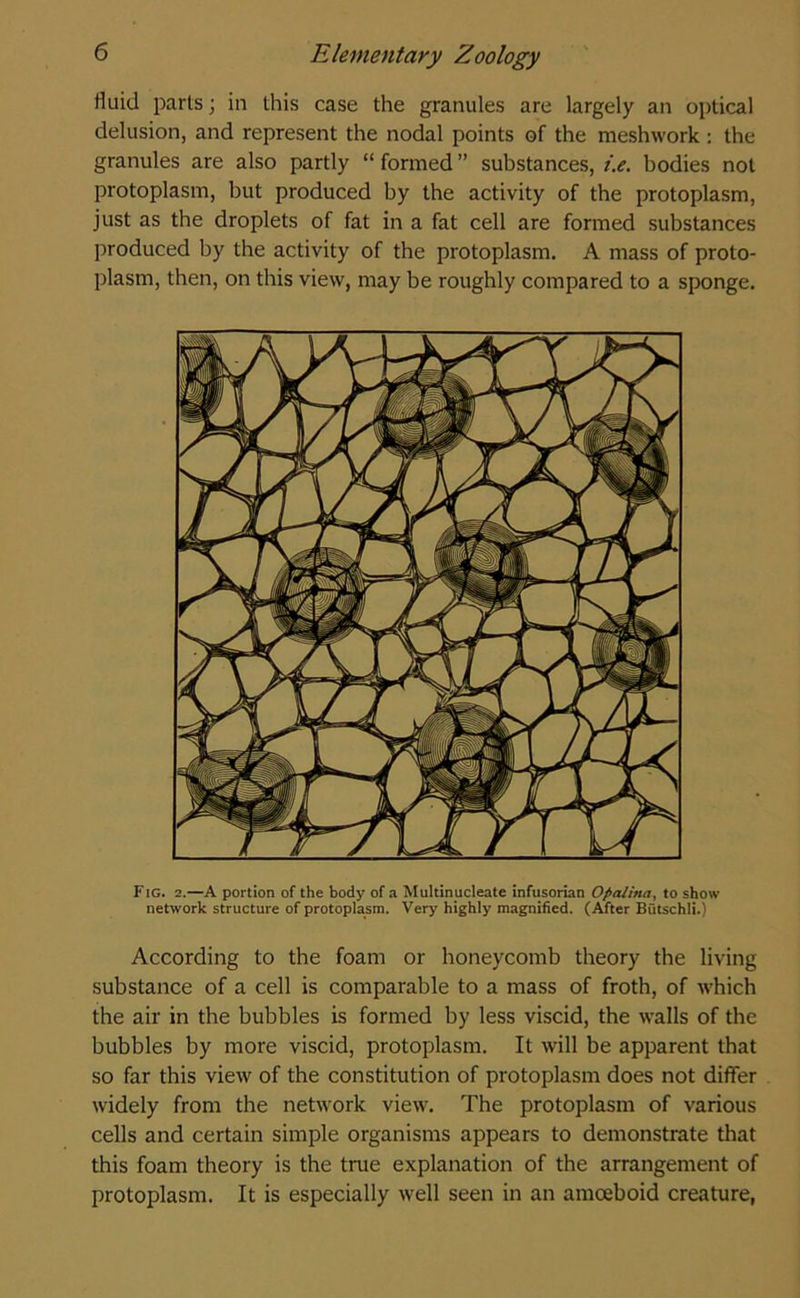 fluid parts; in this case the granules are largely an optical delusion, and represent the nodal points of the meshwork : the granules are also partly “ formed ” substances, i.e. bodies not protoplasm, but produced by the activity of the protoplasm, just as the droplets of fat in a fat cell are formed substances produced by the activity of the protoplasm. A mass of proto- plasm, then, on this view, may be roughly compared to a sponge. Fig. 2.—A portion of the body of a Multinucleate infusorian Ofialina, to show network structure of protoplasm. Very highly magnified. (After Butschli.) According to the foam or honeycomb theory the living substance of a cell is comparable to a mass of froth, of which the air in the bubbles is formed by less viscid, the walls of the bubbles by more viscid, protoplasm. It will be apparent that so far this view of the constitution of protoplasm does not differ widely from the network view. The protoplasm of various cells and certain simple organisms appears to demonstrate that this foam theory is the true explanation of the arrangement of protoplasm. It is especially well seen in an amoeboid creature,