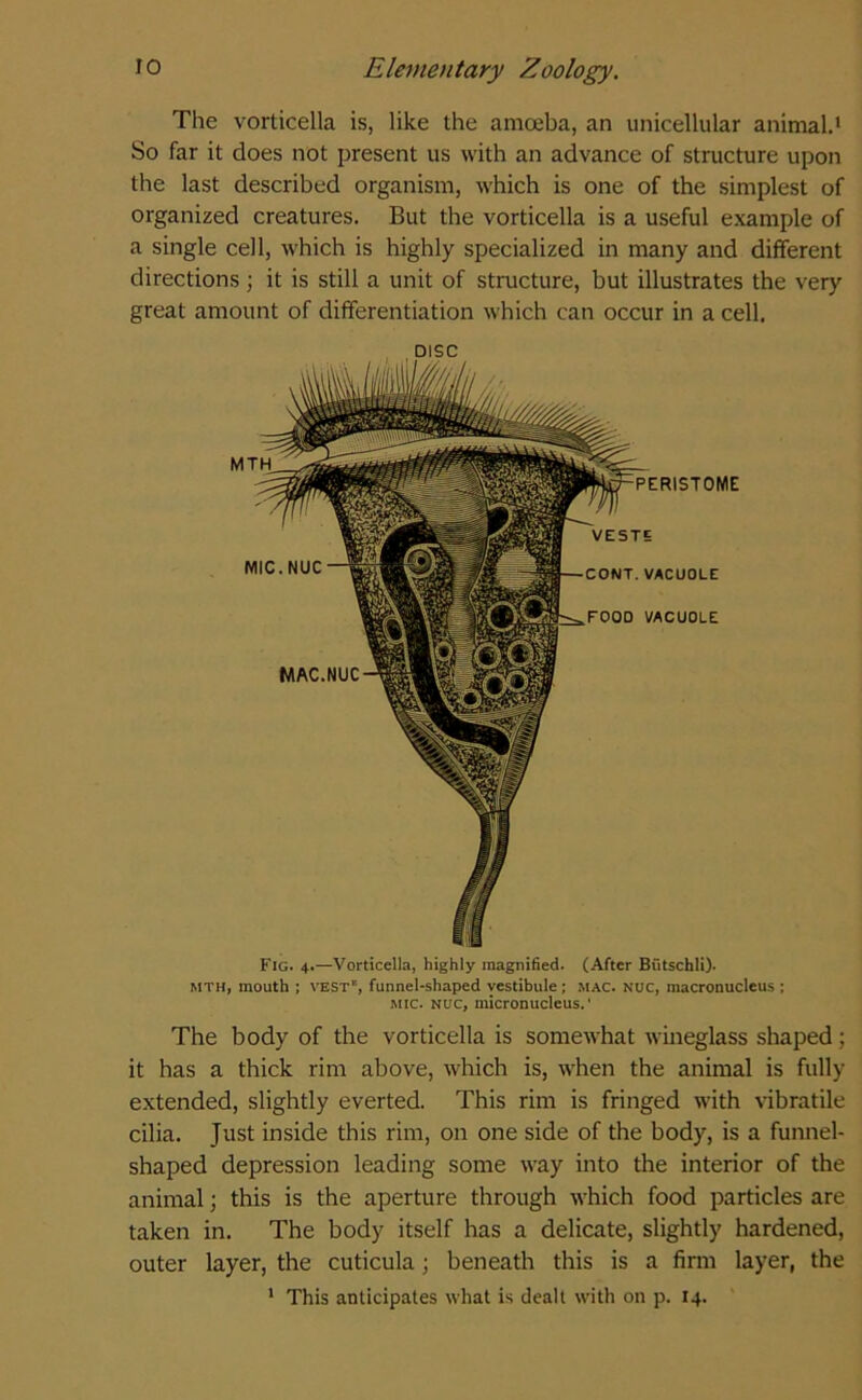 The vorticella is, like the amoeba, an unicellular animal.1 So far it does not present us with an advance of structure upon the last described organism, which is one of the simplest of organized creatures. But the vorticella is a useful example of a single cell, which is highly specialized in many and different directions; it is still a unit of structure, but illustrates the very great amount of differentiation which can occur in a cell. DISC Fig. 4.—Vorticella, highly magnified. (After Biitschli). mth, mouth ; vest', funnel-shaped vestibule ; mac. nuc, macronucleus ; mic. nuc, micronucleus.' The body of the vorticella is somewhat wineglass shaped; it has a thick rim above, which is, when the animal is fully extended, slightly everted. This rim is fringed with vibratile cilia. Just inside this rim, on one side of the body, is a funnel- shaped depression leading some way into the interior of the animal; this is the aperture through which food particles are taken in. The body itself has a delicate, slightly hardened, outer layer, the cuticula; beneath this is a firm layer, the 1 This anticipates what is dealt with on p. 14.