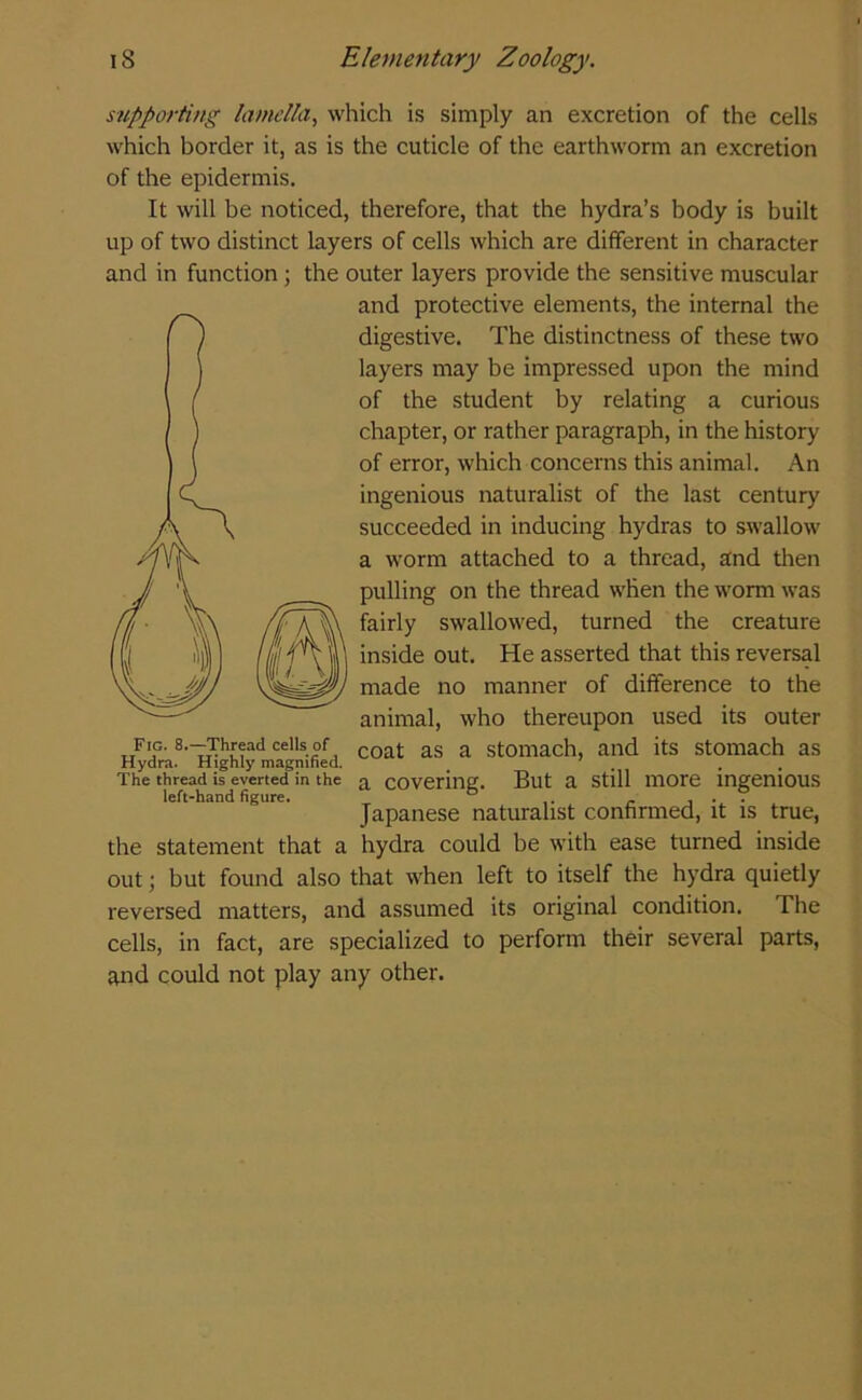 supporting lamella, which is simply an excretion of the cells which border it, as is the cuticle of the earthworm an excretion of the epidermis. It will be noticed, therefore, that the hydra’s body is built up of two distinct layers of cells which are different in character and in function ; the outer layers provide the sensitive muscular and protective elements, the internal the digestive. The distinctness of these two layers may be impressed upon the mind of the student by relating a curious chapter, or rather paragraph, in the history of error, which concerns this animal. An ingenious naturalist of the last century succeeded in inducing hydras to swallow a worm attached to a thread, and then pulling on the thread when the worm was fairly swallowed, turned the creature inside out. He asserted that this reversal made no manner of difference to the animal, who thereupon used its outer coat as a stomach, and its stomach as a covering. But a still more ingenious Japanese naturalist confirmed, it is true, the statement that a hydra could be with ease turned inside out; but found also that when left to itself the hydra quietly reversed matters, and assumed its original condition. The cells, in fact, are specialized to perform their several parts, and could not play any other. Fig. 8.—Thread cells of Hydra. Highly magnified. The thread is everted in the left-hand figure.
