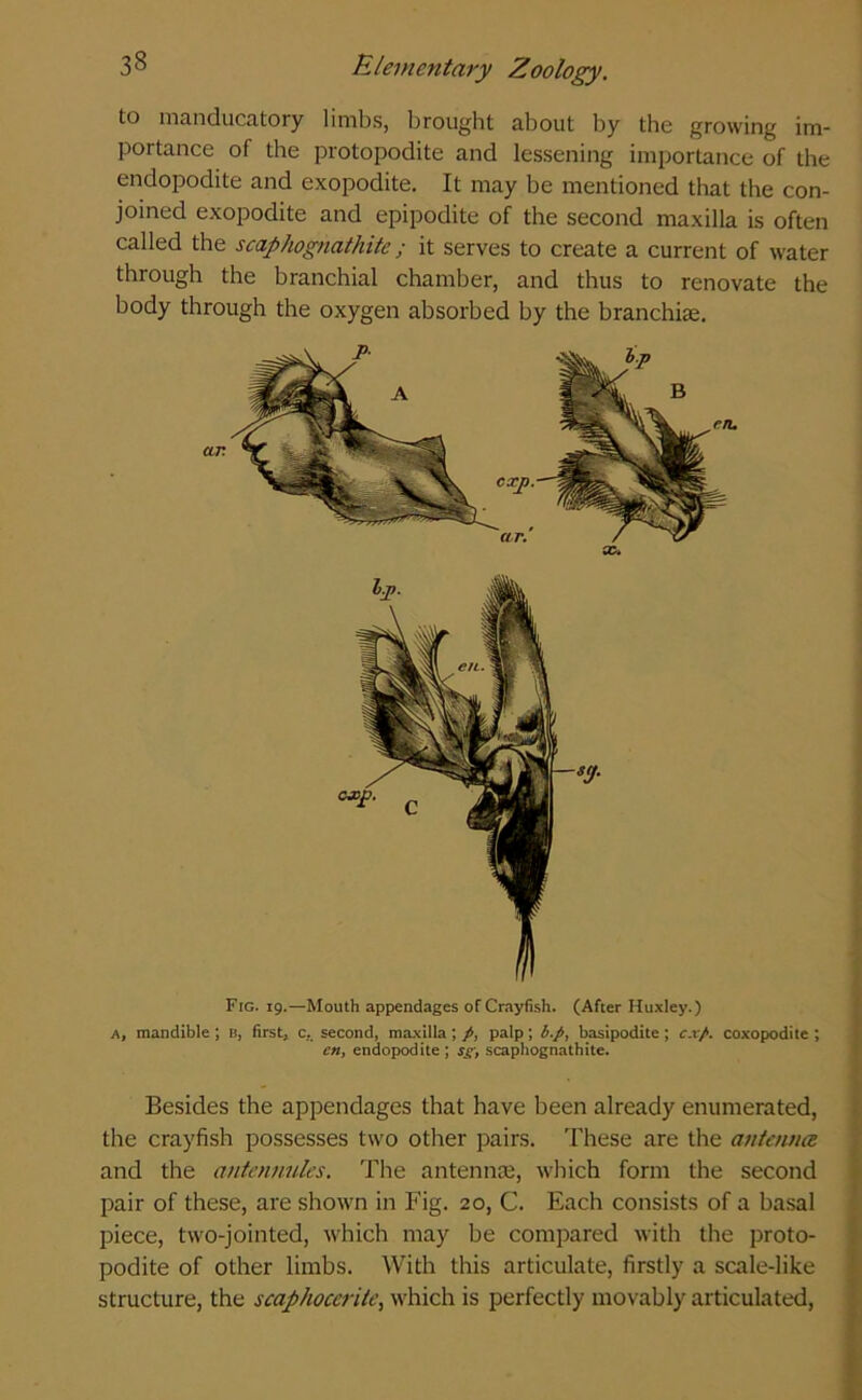 to manducatory limbs, brought about by the growing im- portance of the protopodite and lessening importance of the endopodite and exopodite. It may be mentioned that the con- joined exopodite and epipodite of the second maxilla is often called the scaphognathite; it serves to create a current of water through the branchial chamber, and thus to renovate the body through the oxygen absorbed by the branchiae. Fig. 19.—Mouth appendages of Crayfish. (After Huxley.) A, mandible ; b, first, c,. second, maxilla ; p, palp; b.p, basipodite ; exp. coxopodite ; en, endopodite ; sg, scaphognathite. Besides the appendages that have been already enumerated, the crayfish possesses two other pairs. These are the antenna and the antennules. The antennae, which form the second pair of these, are shown in Fig. 20, C. Each consists of a basal piece, two-jointed, which may be compared with the proto- podite of other limbs. With this articulate, firstly a scale-like structure, the scaphocerite, which is perfectly movably articulated,