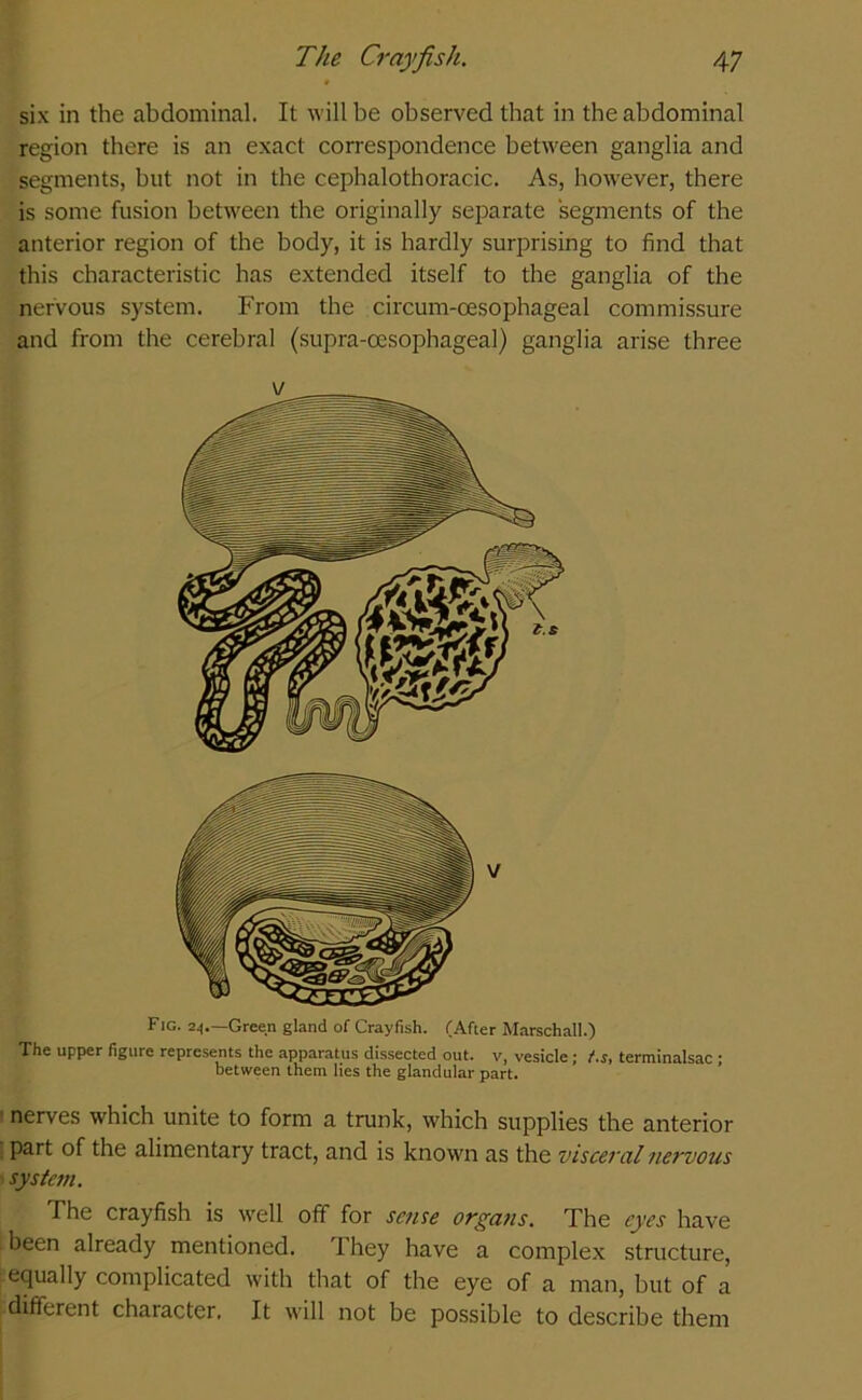 six in the abdominal. It will be observed that in the abdominal region there is an exact correspondence between ganglia and segments, but not in the cephalothoracic. As, however, there is some fusion between the originally separate segments of the anterior region of the body, it is hardly surprising to find that this characteristic has extended itself to the ganglia of the nervous system. From the circum-oesophageal commissure and from the cerebral (supra-oesophageal) ganglia arise three v Fig. 24.—Green gland of Crayfish. (After Marschall.) The upper figure represents the apparatus dissected out. v, vesicle; f.s> terminalsac ; between them lies the glandular part. nerves which unite to form a trunk, which supplies the anterior part of the alimentary tract, and is known as the visceral nervous systctn. The crayfish is well off for sense organs. The eyes have been already mentioned. They have a complex structure, equally complicated with that of the eye of a man, but of a different character. It will not be possible to describe them