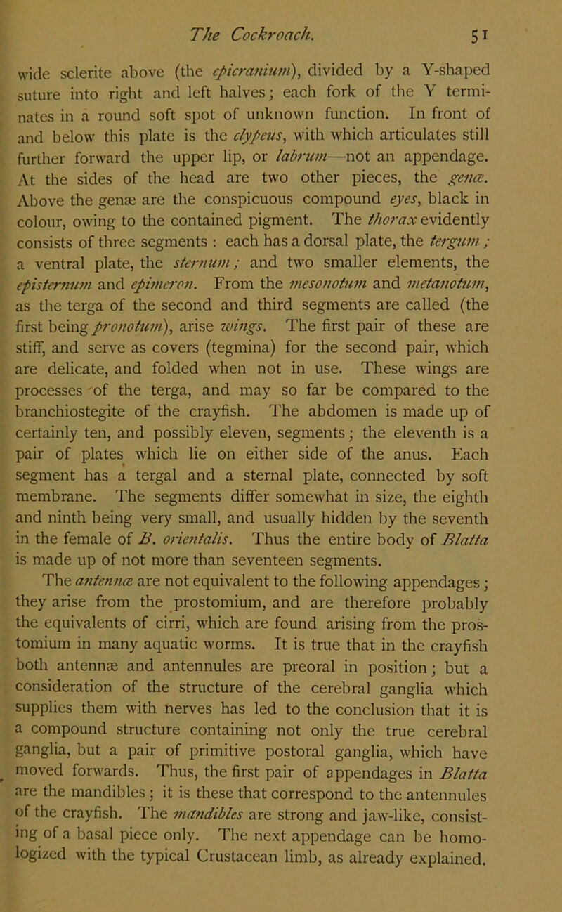 wide sclerite above (the cpicranium), divided by a Y-shaped suture into right and left halves; each fork of the Y termi- nates in a round soft spot of unknown function. In front of and below this plate is the clypeus, with which articulates still further forward the upper lip, or labrum—not an appendage. At the sides of the head are two other pieces, the gence. Above the genre are the conspicuous compound eyes, black in colour, owing to the contained pigment. The thorax evidently consists of three segments : each has a dorsal plate, the tergum ; a ventral plate, the sternum; and two smaller elements, the epistemum and epimcron. From the mesonotion and metanotion, as the terga of the second and third segments are called (the first beingpronotum), arise wings. The first pair of these are stiff, and serve as covers (tegmina) for the second pair, which are delicate, and folded when not in use. These wings are processes of the terga, and may so far be compared to the branchiostegite of the crayfish. The abdomen is made up of certainly ten, and possibly eleven, segments; the eleventh is a pair of plates which lie on either side of the anus. Each segment has a tergal and a sternal plate, connected by soft membrane. The segments differ somewhat in size, the eighth and ninth being very small, and usually hidden by the seventh in the female of B. onentalis. Thus the entire body of Blatta is made up of not more than seventeen segments. The antenna are not equivalent to the following appendages; they arise from the prostomium, and are therefore probably the equivalents of cirri, which are found arising from the pros- tomium in many aquatic worms. It is true that in the crayfish both antennae and antennules are preoral in position; but a consideration of the structure of the cerebral ganglia which supplies them with nerves has led to the conclusion that it is a compound structure containing not only the true cerebral ganglia, but a pair of primitive postoral ganglia, which have moved forwards. Thus, the first pair of appendages in Blatta are the mandibles; it is these that correspond to the antennules of the crayfish. The mandibles are strong and jaw-like, consist- ing of a basal piece only. The next appendage can be homo- logized with the typical Crustacean limb, as already explained.