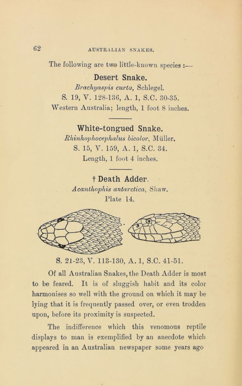 The following are two little-known species :— Desert Snake. Brachyaspis curta, Schlegel. S. 19, V. 128-136, A. 1, S.C. 30-35. Western Australia; length, 1 foot 8 inches. White-tongued Snake. Rhinhopliocephalus bicolor, Muller. S. 15, V. 159, A. 1, S.C. 34. Length, 1 foot 4 inches. t Death Adder. Acanthophis antarctica, Sliaw. Plate 14. S. 21-23, V. 113-130, A. 1, S.C. 41-51. Of all Australian Snakes, the Death Adder is most to be feared. It is of sluggish habit and its color harmonises so well with the ground on which it may be lying that it is frequently passed over, or even trodden upon, before its proximity is suspected. The indifference which this venomous reptile displays to man is exemplified by an anecdote which appeared in an Australian newspaper some years ago