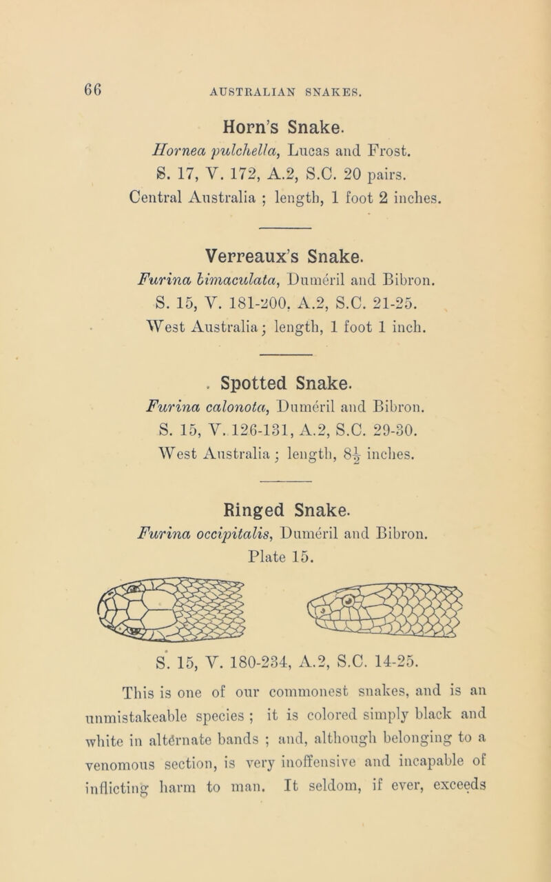 Horn’s Snake. Ilornea pulchella, Lucas and Frost. S. 17, V. 172, A.2, S.C. 20 pairs. Central Australia ; length, 1 foot 2 inches. Verreaux’s Snake. Furina bimaculata, Dumeril and Bibron. S. 15, Y. 181-200, A.2, S.C. 21-25. West Australia; length, 1 foot 1 inch. . Spotted Snake. Furina calonota, Dumeril and Bibron. S. 15, V. 126-131, A.2, S.C. 20-30. West Australia; length, 8t> inches. Ringed Snake. Furina occipitalis, Dumeril and Bibron. Plate 15. s’. 15, y. 180-234, A.2, S.C. 14-25. This is one of our commonest snakes, and is an unmistakeable species ; it is colored simply black and white in alternate bands ; and, although belonging to a venomous section, is very inoffensive and incapable of inflicting harm to man. It seldom, if ever, exceeds
