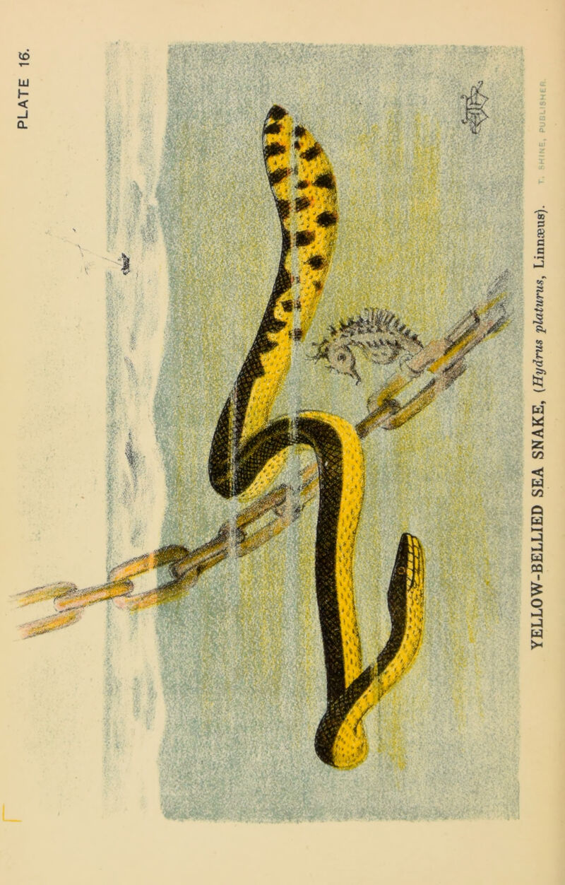 PLATE 16 YELLOW-BELLIED SEA SNAKE, (Hydnis platurus, Linnaeus).