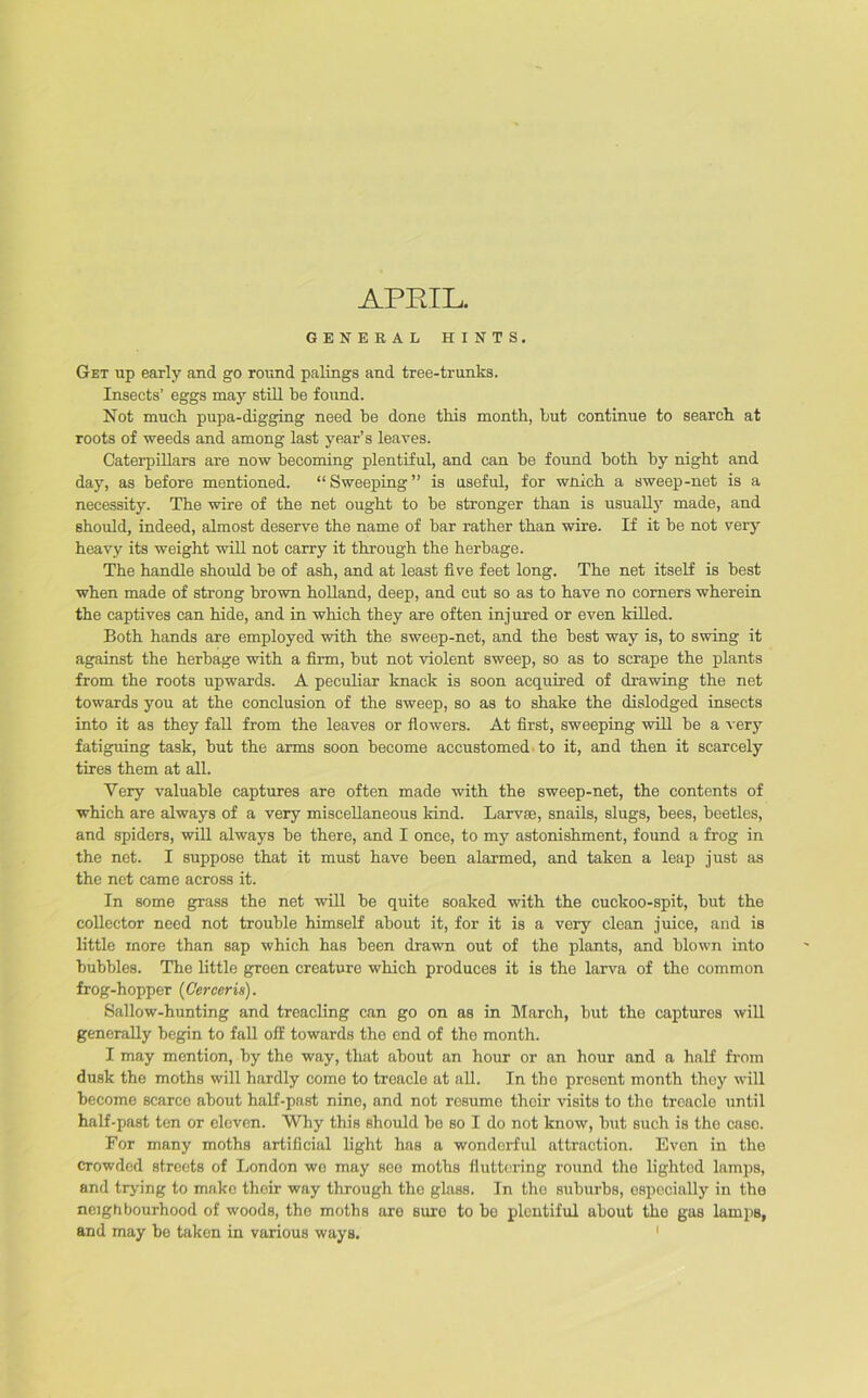 APEIL. GENERAL HINTS. Get up early and go round palings and tree-trunks. Insects’ eggs may still be found. Not much pupa-digging need be done this month, but continue to search at roots of weeds and among last year’s leaves. Caterpillars are now becoming plentiful, and can be found both by night and day, as before mentioned. “Sweeping” is useful, for wnich a sweep-net is a necessity. The wire of the net ought to be stronger than is usually made, and should, indeed, almost deserve the name of bar rather than wire. If it be not very heavy its weight will not carry it through the herbage. The handle should be of ash, and at least five feet long. The net itself is best when made of strong brown holland, deep, and cut so as to have no corners wherein the captives can hide, and in which they are often injured or even killed. Both hands are employed with the sweep-net, and the best way is, to swing it against the herbage with a firm, but not violent sweep, so as to scrape the plants from the roots upwards. A peculiar knack is soon acquired of drawing the net towards you at the conclusion of the sweep, so as to shake the dislodged insects into it as they fall from the leaves or flowers. At first, sweeping will be a very fatiguing task, but the arms soon become accustomed to it, and then it scarcely tires them at all. Very valuable captures are often made with the sweep-net, the contents of which are always of a very miscellaneous kind. Larvae, snails, slugs, bees, beetles, and spiders, will always be there, and I once, to my astonishment, found a frog in the net. I suppose that it must have been alarmed, and taken a leap just as the net came across it. In some grass the net will be quite soaked with the cuckoo-spit, but the collector need not trouble himself about it, for it is a very clean juice, and is little more than sap which has been drawn out of the plants, and blown into bubbles. The little green creature which produces it is the larva of the common frog-hopper (Cerceris). Sallow-hunting and treacling can go on as in March, but the captures will generally begin to fall ofE towards the end of the month. I may mention, by the way, that about an hour or an hour and a half from dusk the moths will hardly come to treacle at all. In the present month they will become scarce about half-past nine, and not resume their visits to the treacle until half-past ten or eleven. Why this should be so I do not know, but such is the caso. For many moths artificial light has a wonderful attraction. Evon in the crowded streets of London wo may see moths fluttering round the lighted lamps, and trying to make their way through the glass. In the suburbs, especially in the neighbourhood of woods, the moths are sure to be plentiful about the gas lamps, and may be taken in various ways. 1