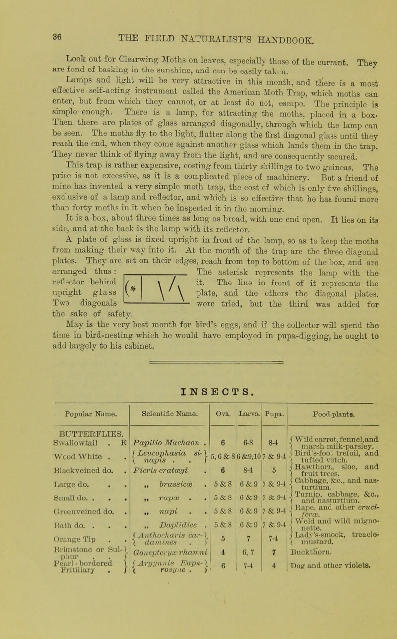 Look out for Clearwing Moths on leaves, especially those of the currant. They are fond of basking in the sunshine, and can he easily taken. Lamps and light will be very attractive in this month, and there is a most effective self-acting instrument called the American Moth Trap, which moths can enter, hut from which they cannot, or at least do not, escape. The principle is simple enough. ffhere is a lamp, for attracting the moths, placed in a box* Then there are plates of glass arranged diagonally, through which the lamp can he seen. The moths fly to the light, flutter along the first diagonal glass until they reach the end, when they come against another glass which lands them in the trap. Ihey never think of flying away from the light, and are consequently secured. This trap is rather expensive, costing from thirty shillings to two guineas. The price is not excessive, as it is a complicated piece of machinery. But a friend of mine has invented a very simple moth trap, the cost of which is only five shillings, exclusive of a lamp and reflector, and which is so effective that he has found more than forty moths in it when he inspected it in the morning. It is a box, about three times as long as broad, with one end open. It lies on its side, and at the back is the lamp with its reflector. A plate of glass is fixed upright in front of the lamp, so as to keep the moths from making their way into it. At the mouth of the trap are the three diagonal plates. They are set on their edges, reach from top to bottom of the box, and are arranged thus : reflector behind upright glass Two diagonals (* \b The asterisk represents the lamp with the it. The line in front of it represents the plate, and the others the diagonal plates, were tried, but the third was added for the sake of safety. May is the very best month for bird’s eggs, and if the collector will spend the time in bird-nesting which he would have employed in pupa-digging, he ought to add largely to his cabinet. INSECTS. Popular Name. Scientific Name. Ova. Larva. Pupa. Food-plants. BUTTERFLIES. Swallowtail . E Wood White . Blackveined do. Large do. . . Small do. . . . Greenveined do. Bath do. . Orange Tip Brimstone or Sul-) phur . . j Pearl - bordered 1 Fritillary . f Papilio Macliaon . f Leucopliasia si-) 1 napis . . j Picris cratcegi „ brassicce „ rapes . „ napi „ Daplidice . Antliocharis car-) clamincs . f Oounptcryx rhamni \ (Argynnis Enph-) \ rosy,is . j 6 6-8 84 5,6 & 8 6 &9,10 7 & 94 84 6 5 & 8 5 & 8 5 & 8 C&9 7& 94 i) 5 & 8 G & 9 7 & 94 - 6 & 9 7 & 94 6 & 9 7 & 94 74 t Wild carrot, fennel,and marsh milk-parsley. Bird’s-foot trefoil, and tufted vetch. Hawthorn, sloe, and fruit trees. Cabbage, &c., and nas- turtium. Turnip, cabbage, &e., and nasturtium. Rape, and other cruci- force. Weld and wild migno- nette. Lady's-smock, tread o- mustard. 4 C, 7 7 Buckthorn. i 6 74 4 Dog and other violets.