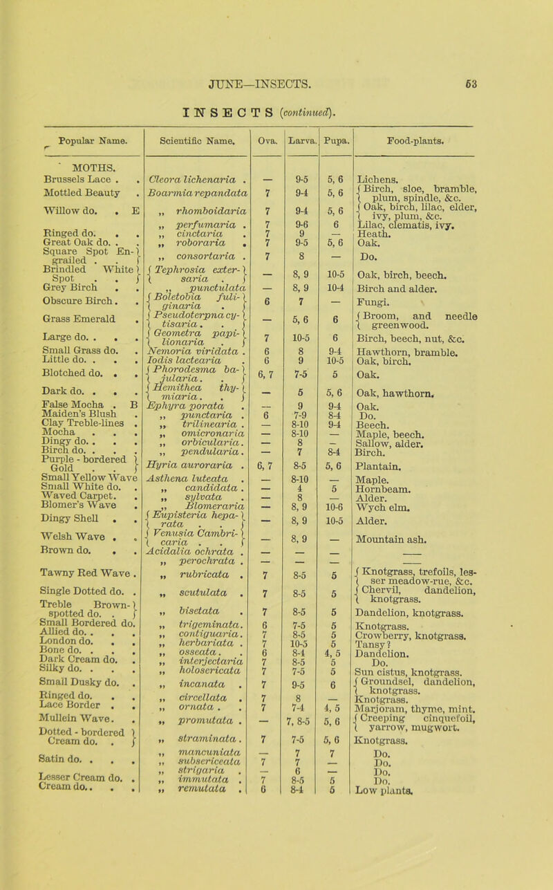 INSECTS (continued). Popular Name. MOTHS. Brussels Lace . Mottled Beauty Willow do. . E Ringed do. . Great Oak do. . Square Spot En-1 grailed . . f Brindled White) Spot . . j Grey Birch Obscure Birch. Grass Emerald Large do. . . Small Grass do. Little do. . Blotched do. . Dark do. . . False Mocha . B Maiden’s Blush Clay Treble-lines Mocha Dingy do. . Birch do. . Purple - bordered ) Gold . . I Small Y ellow Wave Small White do. Waved Carpet. Blomer’sWave Dingy Shell . Welsh Wave . » Brown do. . Tawny Red Wave . Single Dotted do. . Treble Brown-) spotted do. . J Small Bordered do. Allied do.. London do. Bone do. . Dark Cream do. Silky do. . Small Dusky do. Ringed do. Lace Border . Mullein Wave. Dotted - bordered \ Cream do. . j Satin do. . Lesser Cream do. . Cream do.. . . Scientific Name. Cleora lichenaria Boarmia repandata „ rliomboidaria „ perfumaria . „ cinctaria „ roboraria . „ consortaria . | Tephrosia exter-) %ria . j p>unctulata f Boletobia fuli- ' 1 ginaria j Pseudoterpnacy- X tisaria. I Oeometra papi- ( lionaria Nemoria viridata . Iodis lactearia J Phorodesma ba-) t jularia. . j j Hemithea thy- (. ( miaria. . J Ephyra porata „ punctaria „ trilinearia „ omicronaria „ orbicularia „ pendularia Hyria auroraria Astliena luteata „ candidata „ sylvata „ Blomcraria f Eupistcria hepa- \ 1 rata . . I J Venus ia Cambri- ! ( caria . . ( Acidalia ochrata . „ peroclirata . „ rubricata . „ scutulata . „ bisetata „ trigeminata. „ contiguaria. „ herbariata . „ osseata. „ inter,jectaria „ holosericata „ incanata „ circellata . „ ornata . „ promutata . „ straminata. „ mancuniata „ subsericeata „ 8 trig aria „ immutata . i, remutala . Ova. Larva Pupa. Food-plants. 9-5 5, 6 Lichens. 9-4 5, 6 (Birch, sloe, bramble, ( plum, spindle, &c. 9-1 5, 6 ( Oak, birch, lilac, elder. ( ivy, plum, &c. 7 7 9-6 9 6 Lilac, clematis, ivy. Heath. 7 9-5 5, 6 Oak. 7 8 — Do. — 8, 9 10-5 Oak, birch, beech. — 8, 9 10-4 Birch and alder. 6 7 — Fungi. 5, 6 0 (Broom, and needle X greenwood. 7 10-5 6 Birch, beech, nut, &c. 6 8 9-4 Hawthorn, bramble. 6 9 10-5 Oak, birch. 6.7 7-5 5 Oak. — 5 5, 6 Oak, hawthorn. — 9 9-4 Oak. 6 7-9 8-4 Do. — 8-10 9-4 Beech. — 8-10 — Maple, beech. — 8 — Sallow, alder. — 7 8-4 Birch. 6, 7 8-5 5,6 Plantain. — 8-10 — Maple. — 4 5 Hornbeam. — 8 — Alder. — 8, 9 10-6 Wych elm. — 8, 9 10-5 Alder. — 8,9 — Mountain ash. 7 8-5 5 (Knotgrass, trefoils, les- ( ser meadow-rue, &c. 7 8-5 j Chervil, dandelion, ( knotgrass. 7 8-5 5 Dandelion, knotgrass. 6 7-5 5 Knotgrass. Crowberry, knotgrass. 7 8-5 5 7 10-5 5 Tansy ? 6 8-4 4, 5 1 iandelion. 7 8-5 5 Do. 7 7-5 5 Sun cistus, knotgrass. 7 9-5 6 (Groundsel, dandelion, ( knotgrass. 7 8 — Knotgrass. 7 7-4 4, 5 Marjoram, thyme, mint. 7, 8-5 5, 6 (Creeping cinquefoil. 1 yarrow, mugwort. 7 7-5 5, 6 Knotgrass. — 7 7 Do. 7 7 — Do. — 6 — Do. 7 8-5 5 1 )o. 6 8-4 5 Low plants.