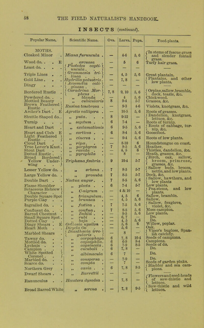 INSECTS (continued). Popular Name. Scientific Name. Ova. Larva. Pupa. MOTHS. Cloaked Minor Miana furuncula . — 4-6 5,6 Wood do. . . E „ arcuosa f Photedes capti-) X uncida. . 1 5 6 Least do. . . — — — Triple Lines . J Grammesia tri-\ 1 linen . . j — 4,5 5, 6 Gold Line. . Hy dr ilia palustris — 7,8 — Dingy (Acosmetia calx-) ( ginosa . . j — — — Bordered Rustic . j Caradrina Mor-} X pheus . | „ blanda 7,8 9,10 5, 6 Powdered do. . — 4 5, 6 Mottled Beauty ,, cubicularis 8 9-4 5-7 Brown Feathered) Rusina tenebrosa . — 9-3 4-6 Archer’s Dart . E Agrotis valligera . — 10-5 5, 6 Shuttle Shaped do.. „ puta. 8 9-12 — Turnip „ segetum . 6 7-4 — Heart and Dart „ exclamationis 6 9-5 5, 6 Heart and Club E „ corticea . 6 84 5, 6 Light Feathered 1 Rustic . . 1 „ cinerea • — 9-4 5, 6 Cloud Dart „ ripce. — 8-10 6 True Lover’s Knot. „ porphyrea 7 8-5 5, 6 Stout Dart „ ravida . — 4, 5 6 Dotted Rustic . Broad Bordered) „ pyrophila — 8 — Yellow Under- > wing . . j Triphcena fimbria . 9 10-4 5-7 Lesser Yellow do. . „ orbona . 7 8-5 5-7 Large Yellow do. . „ pronuba 7 8-5 5-7 Double Dart . Noctua augur. 7 8-5 5, 6 Flame Shoulder ,, plecta . 6 7-4 5-7 Setaceous Hebrew 1 Character . J „ C-nigrum . — 4 & 10 — Double Square Spot „ triangidum. — 4,5 6 Purple Clay „ brunnea — 4, 5 5, 6 Ingrailed do. . „ festiva . 7 7-5 5,6 Confluent do. . „ confl.ua. 7 8-5 5, 6 Barred Chestnut . ,, Dahlii . — 9-5 5, 6 Small Square Spot. Dotted Clay „ rubi — 6, 7 5, 6 ,, baja Orthosia upsilon . — 4, 5 Dingy Shears . E — 5, 6 6 Heart Moth Dicycla Oo — 5, 6 — Marbled Shears J Dianthaxia irre-1 ( gularis . J — 8 — Tawny do. .. carpophaga 6 7, 8 10-4 Mottled do. .. capsophila. 6 6-9 8-4 Lychnis ., capsincola. 6 7-9 8-5 Campion . „ cucubali 6 7,8 — White Spotted 1 Coronet . . j „ albimacula G 7 — Marbled do. „ coiispcrsa, . — 7-9 — Scarce do. ,, compta — 7 — Northern Grey ,, ccesia . G 7,8 8-5 Dwarf Shears . „ Barrettii . — — — Ranunculus Ilccatera dysodea . — 7,8 — Broad Barred White „ Serena . — 7,8 9-5 Food-plants. fIn stems of fescue grass ) and slender foxtail (. grass. Turfy hair grass. Great plantain. (Plantains, and other X low plants. f Orpine,sallow,bramble, ( dock, teazle, &c. Chickweed. Grasses, &c. Violets, knotgrass, &c. Roots of grasses, f Dandelion, knotgrass, ( lettuce, &c. Roots of turnip, f Roots of cabbage, tur- ( nip, &c. Goosefoot. Roots of low plants. Houndstongue on coast. Heather. Thistles, dandelion, &c. Heath, grasses, &c. C Birch, oak, sallow, < broom, primrose, ( grasses, &c. j Sallow buds, broom, ( nettle, and low plants. Dock, &c. f Sallow, hawthorn, and ( low plants Low plants. (Pea-stems, and low ( plants. Sallow, bramble. Sallow. f Sallow, foxglove, 1 violet, &c. Moss campion. Low plants. Do. Do. Willow, poplar. Oak. (Viper’s bugloss, Span- j ish catchny. Seeds of campions. Campions. Seeds of do. Do. Do. Do. Seeds of garden pinks, j Bladder and sea cam- t pions. Flowers and seed-heads of sow-thistle and lettuce. Sow-thistle and wild lettuce.