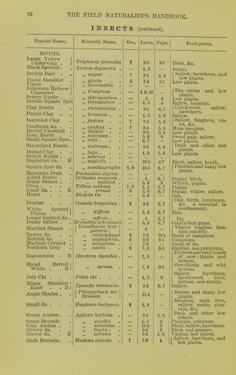 INSECTS (continued). Popular Name. MOTHS. Large Yellow ) Under wing . j Black Spotted. Double Dart . . Flame Shoulder Flame Setaceous Hebrew )_ Character . j Scarce Rustic . Double Square Spot Clay Rustic . . Purple Clay Ingrailed Clay Confluent do. . Barred Chestnut . Rosy Marsh Small Square Spot. Six-striped Rustic . Dotted Clay Scotch Rustic . Neglected do. . E Square Spot do. Mountain Drab Allied Rustic . Dingy Shears . Olive .... Small do. . . E Heart Dunbar White Spotted) Pinion . . ) Lesser Spotted do.. Dusky Sallow . Marbled Shears Tawny do. Mottled do. Marbled Coronet . Northern Grey Ranunculus . B Broad Barred 1 White . . B f July Chi . Minor Shoulder 1 Knot . . Bj' Angle Shades . Small do. . Green Arches . Great Brocade Grey Arches . Silvery do. Brown do. . B Dark Brocade. Scientific Name. Triphcana pronuba Noctua depuncta . „ augur „ plecta „ Jtammatra „ C-nigrum ,, ditrapezium . „ triangulum . „ rliomboidea . „ brunnea . . „ f estiva . ,, confiua . „ Dahlii ,, subrosea . „ rubi . „ umbrosa. „ baja . ,, sobrina . „ neglect a . „ xanthographa Pachnobia alpina. Orthosia suspecta . „ upsilon . Tethea subtusa „ retusa Dicycla Oo Cosmia trapezina . „ diffinis „ affinis . Ercmobia ochroleuca ( Dianthcecia irre-) ( gularis. f ,, carpophaga „ capsophila. „ conspersa . „ ccesia . Hecatera dysodea . serena Polia chi . Epunda viminalis. Phlogophora me-) ticulosa . ) Euplexia lucipara. Aplecta herbida . „ occidta ,, ncbulosa . „ tincta. „ advena Hadena adusta Ova. Larva. Pupa. 8-5 Food-plants. 5-7 Dock, &c. 7 G 4.5 8-5 7-4 5, G 5-7 Sorrel. f Sallow, hawthorn, and t low plants. Low plants. 7 7 4 & 10 5 4,5 9-5 4,5 7- 5 8- 5 9- 5 5, 6 6, 7 8-5 4,5 G 6 6,7 5, 6 5, 6 5, 6 5, G G 5, 6 5, 6 | Pea - stems and low ( plants. Low plants. Sallow, bramble, f Chickweed, sallow, t hawthorn. Sallow. f Sallow, foxglove, vio- 1 let, &c. Moss campion. Low plants. Sweet gale, sallow. Low plants. (Dock and other low ( plants. Low plants. 8, 9 7, 8 9 8 6 6 6 8 6 7 10-5 10-5 5 5, 6 4, 5 5, 6 5, 6 4-6 5, 6 5 5, G 8 7-9 6- 9 7- 9 7,8 7,8 7.8 4, 5 4-6 114 8.9 8- 4 4, 5 10-5 9- 5 8-4 7-9 5-7 6,7 Birch, sallow, heath. | Plantain and many low ( plants. 6, 7 6 6, 7 6, 7 6, 7 6, 7 C, 7 6,7 10-4 8-5 8-5 9-5 6 6, 7 5, G G G G 5, G 4 Poplar, birch. Willow, poplar. Poplar. Poplar, willow, sallow. Oak. (Oak, birch, hornbeam, -j &c. A cannibal in ( confinement. Elm. Do. Cock’s-foot grass. (Viper’s bugloss, Spa- I nish catchfly. Seeds of campions. Campions. Seeds of do. Bladder, sea campions. (Flowers and seed-heads K of sow - thistle and (. lettuce. f Sow-thistle and wild ( lettuce. (Sallow, hawthorn, ■J hawkweed, docic, ( lettuce, sow-thistle. Sallow. f Broom and many low ( plants. i Bracken, male fern, •< sallow, nettle, plan- (, tain, &c. (Dock and other low 1 plants. Plantain, primrose. Birch, sallow, hawthorn. Birch and grasses. Various low plants. J Sallow, hawthorn, and ( low plants.