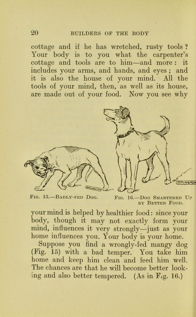 cottage and if he has wretched, rusty tools ? Your body is to you what the carpenter’s cottage and tools are to him—and more : it includes your arms, and hands, and eyes ; and it is also the house of your mind. All the tools of your mind, then, as well as its house, are made out of your food. Now you see why your mind is helped by healthier food: since your body, though it may not exactly form your mind, influences it very strongly—just as your home influences you. Your body is your home. Suppose you find a wrongly-fed mangy dog (Fig. 15) with a bad temper. You take him home and keep him clean and feed him well. The chances are that he will become better look- ing and also better tempered. (As in Fig. 16.)
