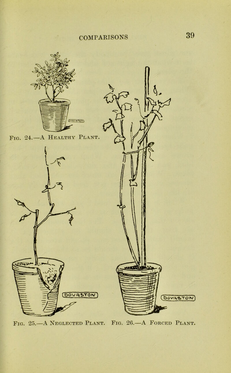 Fig. 25.—A Neglected Plant. Fig. 2G.—A Forced Plant.