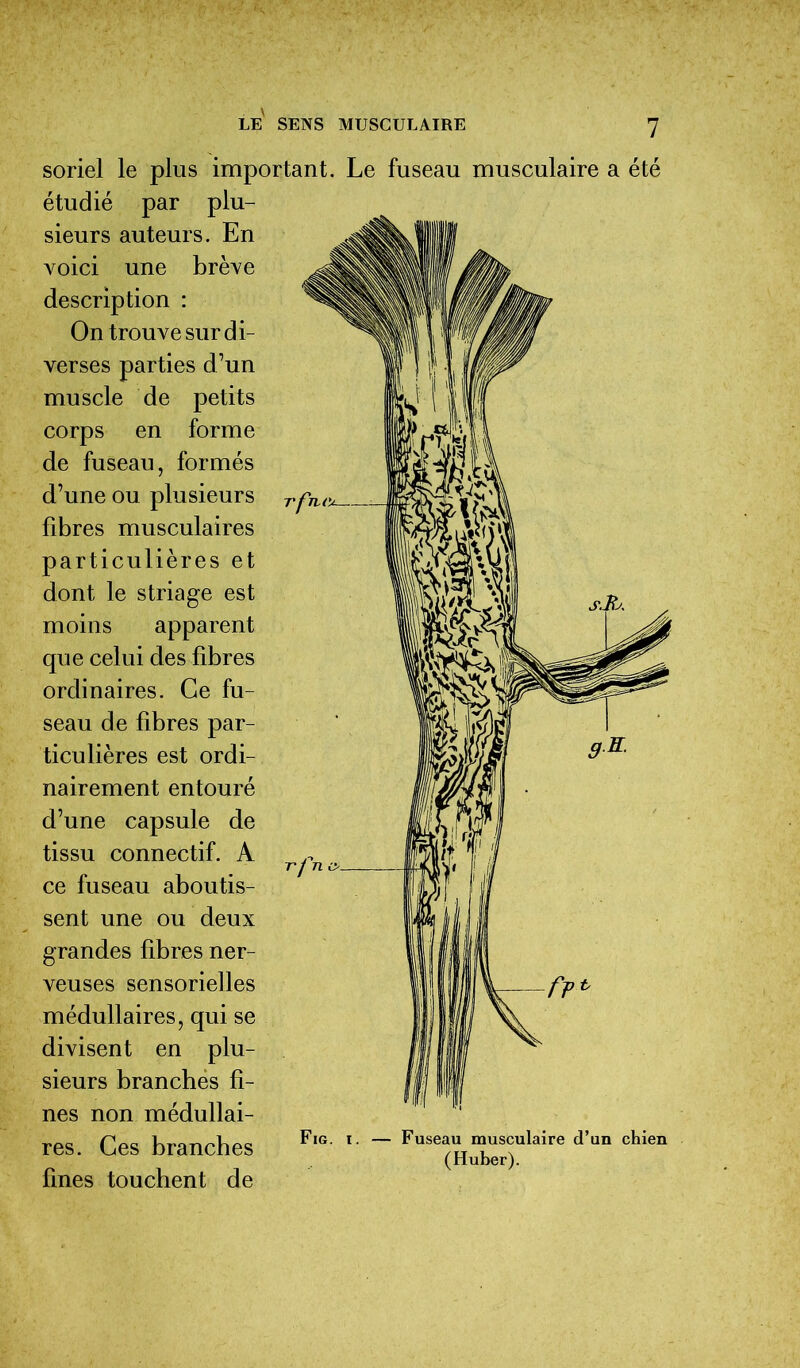 soriel le plus important. Le fuseau musculaire a été étudié par plu- sieurs auteurs. En voici une brève description : On trouve sur di- verses parties d’un muscle de petits corps en forme de fuseau, formés d’une ou plusieurs fibres musculaires particulières et dont le striage est moins apparent que celui des fibres ordinaires. Ce fu- seau de fibres par- ticulières est ordi- nairement entouré d’une capsule de tissu connectif. A ce fuseau aboutis- sent une ou deux grandes fibres ner- veuses sensorielles médullaires, qui se divisent en plu- sieurs branches fi- nes non médullai- res. Ces branches fines touchent de Fig. i. Fuseau musculaire d’un chien (Huber).