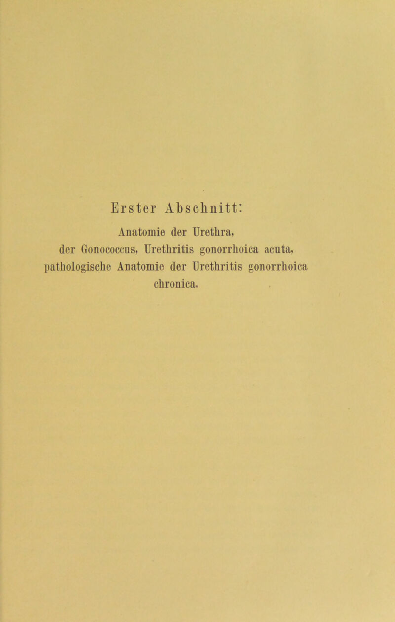 Erster Absclinitt: Anatomie der Urethra, der Gonococcus, Urethritis gonorrhoica acnta, pathologische Anatomie der Urethritis gonorrhoica chronica.