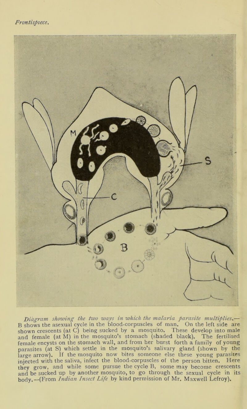 Frontispiece. , •->~r Diagram showing the two ways in which the malaria parasite multiplies.— B shows the asexual cycle in the blood-corpuscles of man. On the left side are shown crescents (at C) being sucked by a mosquito. These develop into male and female (at M) in the mosquito’s stomach (shaded black). The fertilised female encysts on the stomach wall, and from her burst forth a family of young parasites (at S) which settle in the mosquito’s salivary gland (shown by the large arrow). If the mosquito now bites someone else these young parasites injected with the saliva, infect the blood-corpuscles of the person bitten. Here they grow, and while some pursue the cycle B, some may become crescents and be sucked up by another mosquito, to go through the sexual cycle in its body.—(From Indian Insect Life by kind permission of Mr. Maxwell Lefroy).