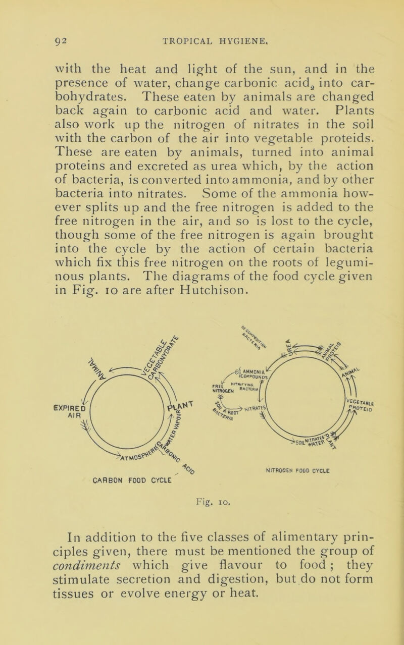 with the heat and light of the sun, and in the presence of water, change carbonic acid2 into car- bohydrates. These eaten by animals are changed back again to carbonic acid and water. Plants also work up the nitrogen of nitrates in the soil with the carbon of the air into vegetable proteids. These are eaten by animals, turned into animal proteins and excreted as urea which, by the action of bacteria, is converted into ammonia, and by other bacteria into nitrates. Some of the ammonia how- ever splits up and the free nitrogen is added to the free nitrogen in the air, and so is lost to the cycle, though some of the free nitrogen is again brought into the cycle by the action of certain bacteria which fix this free nitrogen on the roots of legumi- nous plants. The diagrams of the food cycle given in Fig. io are after Hutchison. CARBON FOOD CYCLE Fig. IO. In addition to the five classes of alimentary prin- ciples given, there must be mentioned the group of condiments which give flavour to food ; they stimulate secretion and digestion, but do not form tissues or evolve energy or heat.