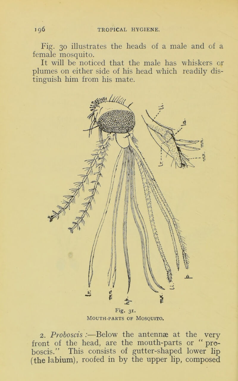 Fig. 30 illustrates the heads of a male and of a female mosquito. It will be noticed that the male has whiskers or plumes on either side of his head which readily dis- tinguish him from his mate. Fig. 31. Mouth-parts of Mosquito. 2. Proboscis :—Below the antennae at the very front of the head, are the mouth-parts or “ pro- boscis.” This consists of gutter-shaped lower lip (the labium), roofed in by the upper lip, composed