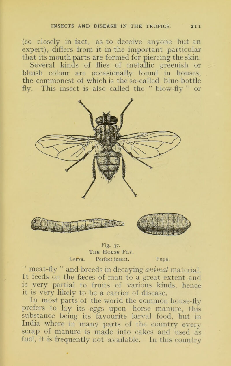 (so closely in fact, as to deceive anyone but an expert), differs from it in the important particular that its mouth parts are formed for piercing the skin. Several kinds of flies of metallic greenish or bluish colour are occasionally found in houses, the commonest of which is the so-called blue-bottle fly. This insect is also called the “ blow-fly ” or Larva. Perfect insect. Pupa. meat-fly ” and breeds in decaying animal material. It feeds on the faeces of man to a great extent and is very partial to fruits of various kinds, hence it is very likely to be a carrier of disease. In most parts of the world the common house-fly prefers to lay its eggs upon horse manure, this substance being its favourite larval food, but in India where in many parts of the country ever}7 scrap of manure is made into cakes and used as fuel, it is frequently not available. In this country