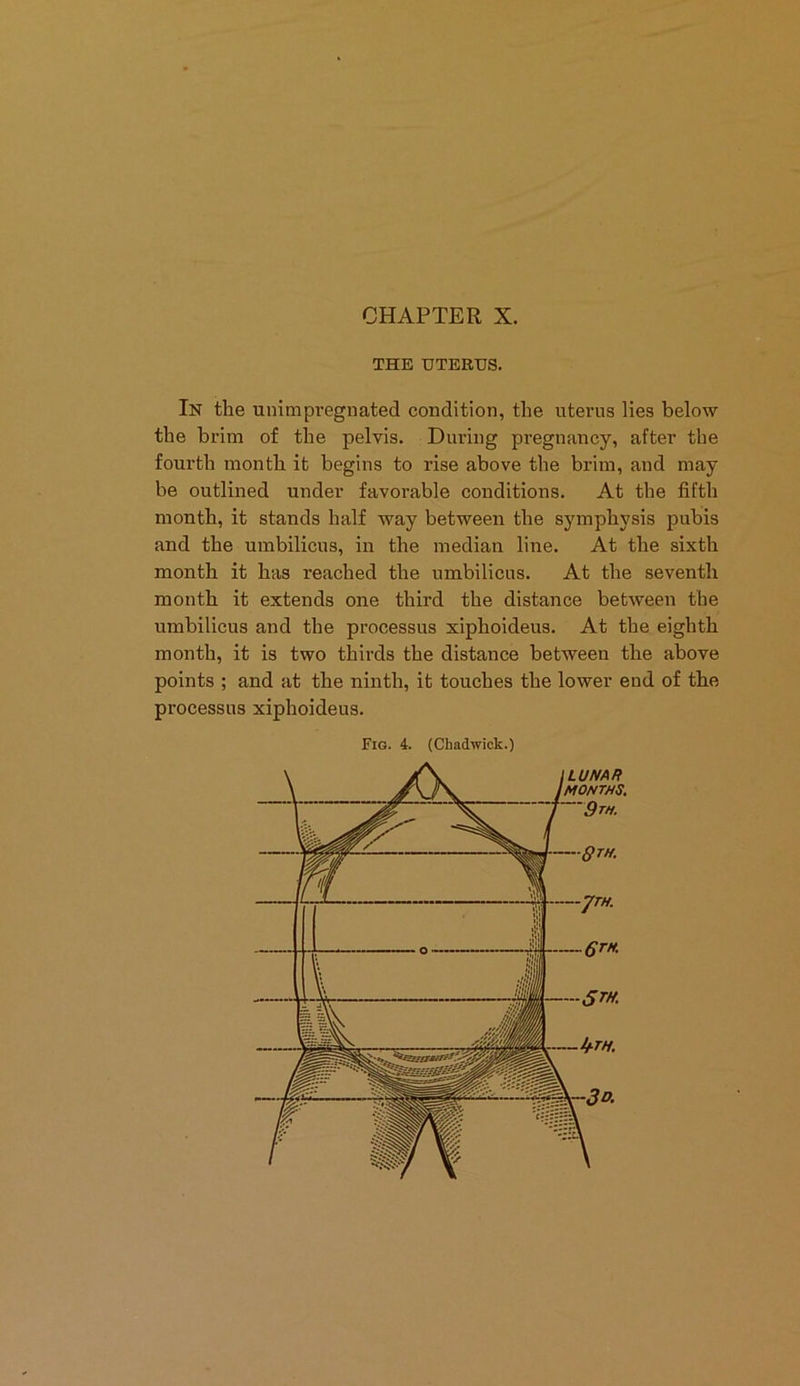 THE UTERUS. In the unimpregnated condition, the uterus lies below the brim of the pelvis. During pregnancy, after the fourth month it begins to rise above the brim, and may be outlined under favorable conditions. At the fifth month, it stands half way between the symphysis pubis and the umbilicus, in the median line. At the sixth month it has reached the umbilicus. At the seventh month it extends one third the distance between the umbilicus and the processus xiphoideus. At the eighth month, it is two thirds the distance between the above points ; and at the ninth, it touches the lower end of the processus xiphoideus. Fig. 4. (Chadwick.)