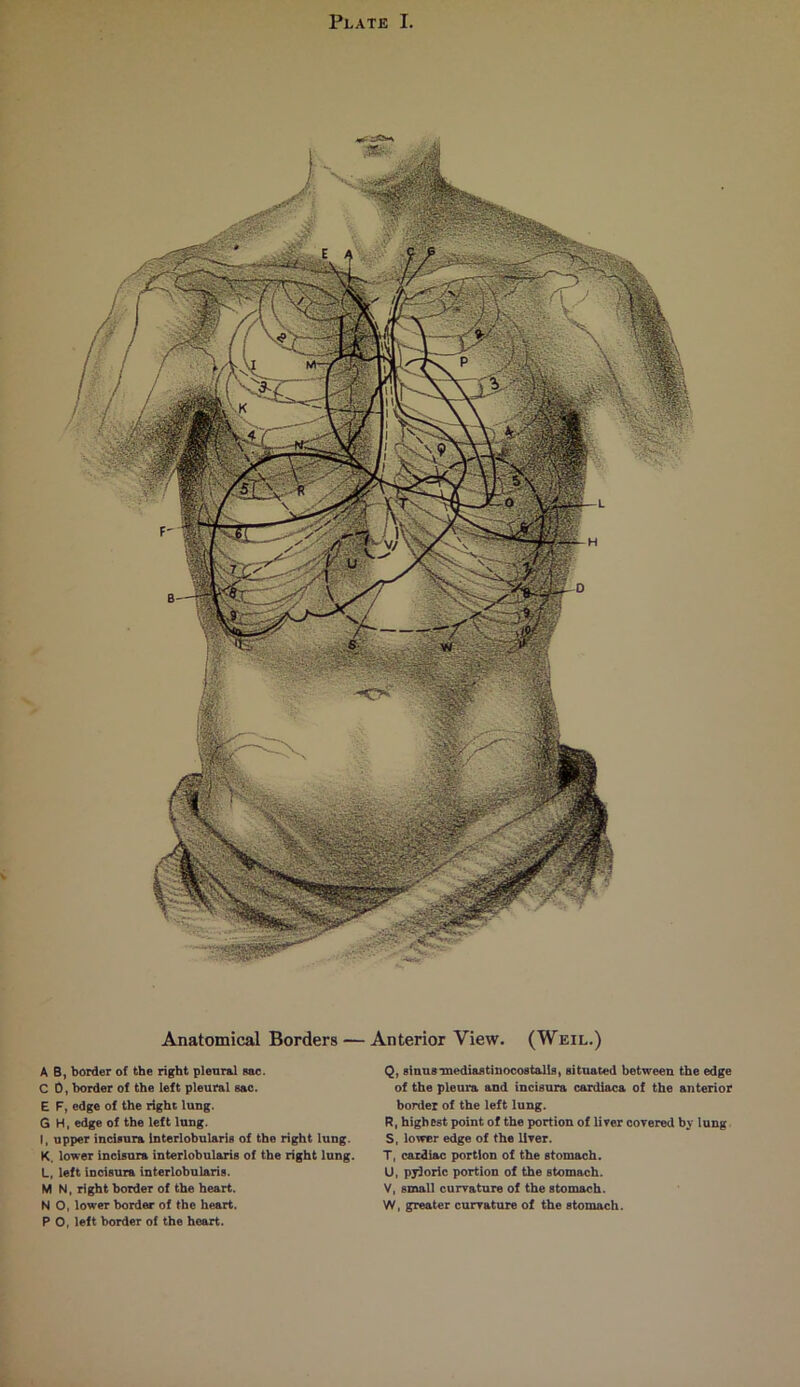 Anatomical Borders — Anterior View. (Weil.) A 8, border of the right pleural sac. C 0, border of the left pleural sac. E F, edge of the right lung. S H, edge of the left lung. I, upper incisura Interlobularis of the right lung. K. lower incisura interlobularis of the right lung. L, left incisura interlobularis. M N, right border of the heart. N O, lower border of the heart. P 0, left border of the heart. Q, sinus mediastinocostalls, situated between the edge of the pleura and incisura cardiaca of the anterior border of the left lung. R, highest point of the portion of liver covered by lung S, lower edge of the liver. T, cardiac portion of the stomach. U, pyloric portion of the stomach. V, small curvature of the stomach. W, greater curvature of the stomach.