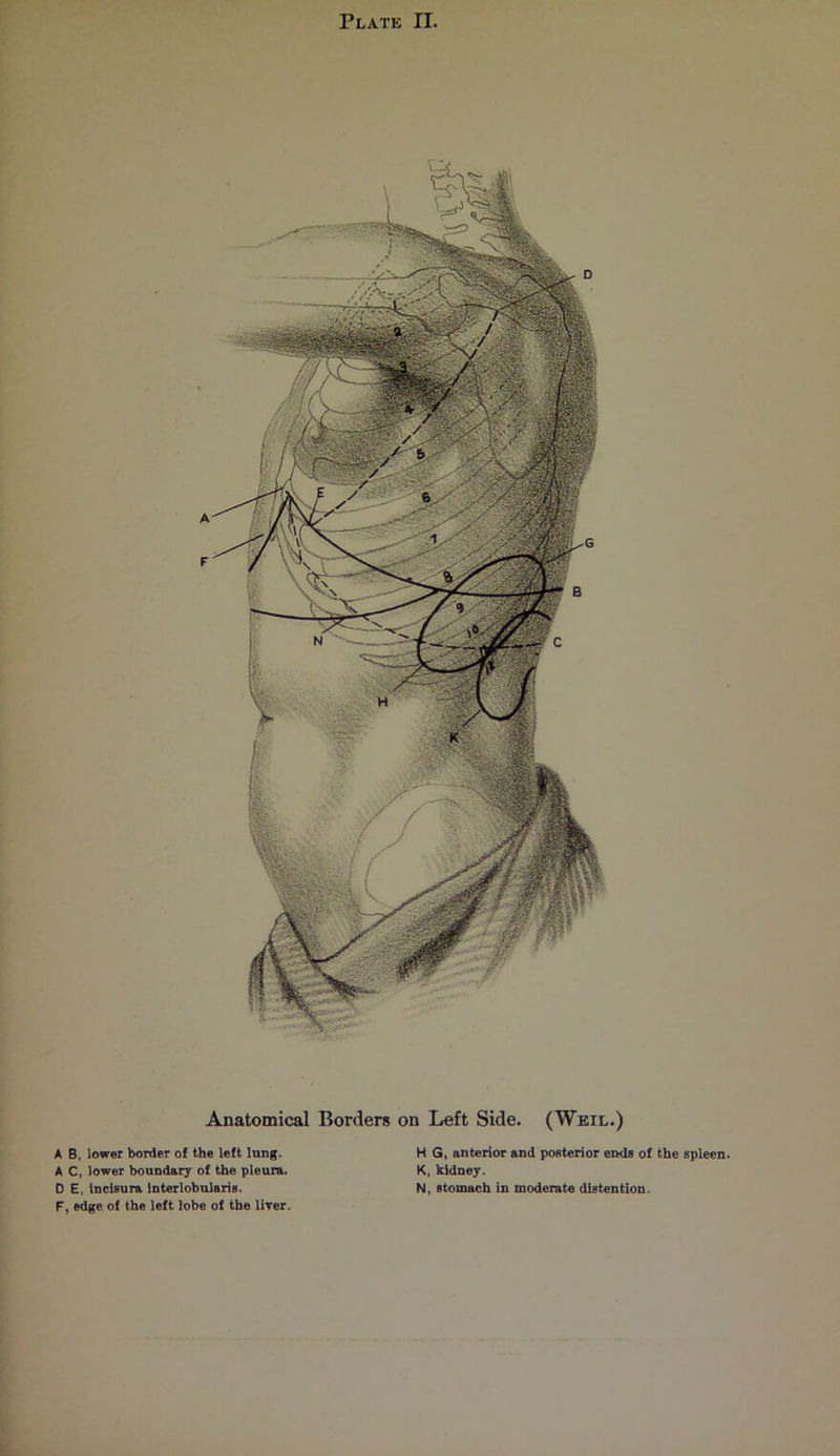Anatomical Borders on Left Side. (Weil.) A 8, lower border of the left lung. A C, lower boundary of the pleura. D E, InclBura lnterlobularis. F, edge of the left lobe of the liver. H G, anterior and posterior ends of the spleen. K, kidney. N, stomach in moderate distention.