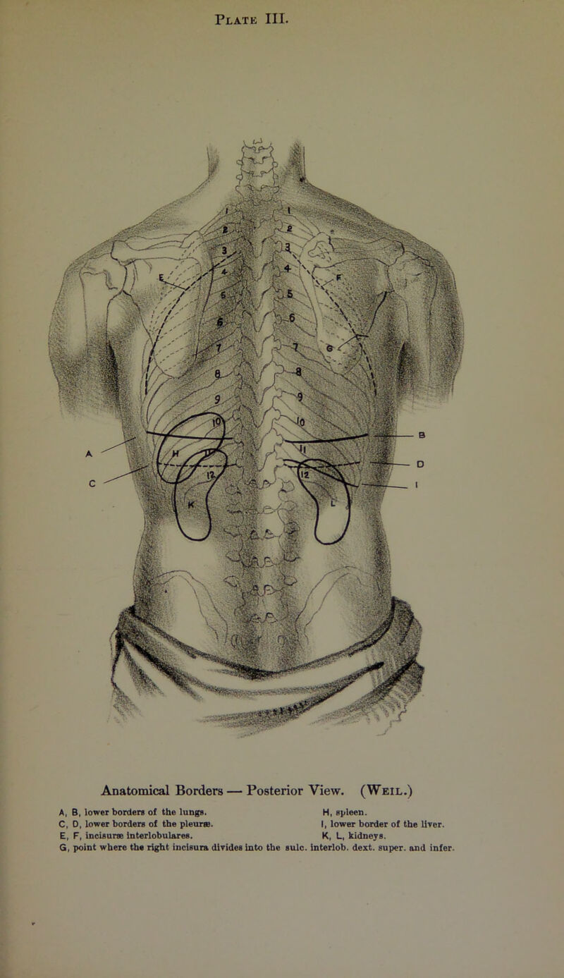 Anatomical Borders — Posterior View. (Weil.) A, B, lower borders of the lungs. H, spleen. C, 0, lower borders of the pleurse. I, lower border of the llyer. E, F, incisurse interlobulares. K, L, kidneys. G, point where the right incisura divides into the sulc. interlob. dext. super, and infer.