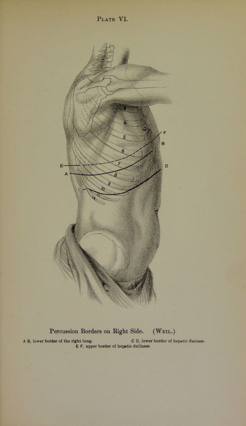 Percussion Borders on Right Side. (Weil.) A B, lower border of the right lung. C D, lower border of hepatic flatness. E F, upper border of hepatic dullness.