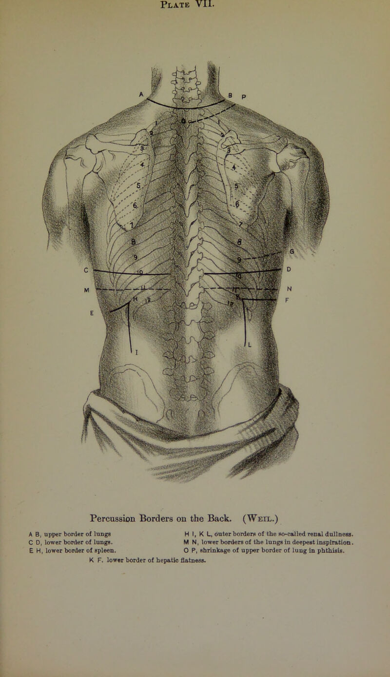 Percussion Borders on the Back. (Weil.) A B, upper border of lungs H I, K L, outer borders of the so-called renal dullness C 0, lower border of lungs. M N, lower borders of the lungs in deepest inspiration E H, lower border of Bpleen. 0 P, shrinkage of upper border of lung in phthisis.