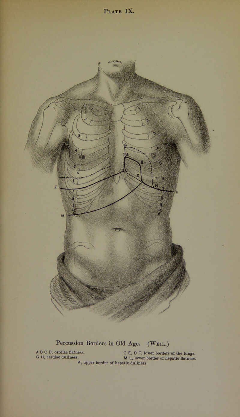 Percussion Borders in Old Age. (Weil.) A B C D, cardiac flatness. C E, D F, lower borders of the lungs. G H, cardiac dullness. M L, lower border of hepatic flatness