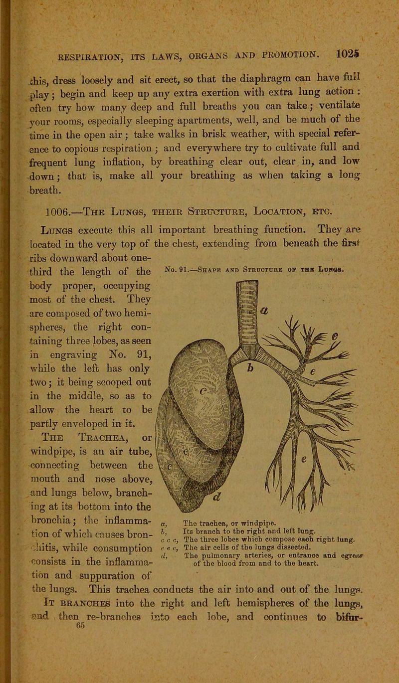 t RESPIRATION, ITS LAWS, ORGANS AND PROMOTION. 1025 chis, dress loosely and sit erect, so that the diaphragm can have full play; begin and keep up any extra exertion with extra lung action : often try how many deep and full breaths you can take; ventilate your rooms, especially sleeping apartments, well, and be much of the time in the open air; take walks in brisk weather, with special refer- ence to copious respiration ; and everywhere try to cultivate full and frequent lung inflation, by breathing clear out, clear in, and low down; that is, make all your breathing as when taking a long- breath. 1006.—The Lungs, their Structure, Location, etc. Lungs execute this all important breathing function. They are located in the very top of the chest, extending from beneath the first ribs downward about one- third the length of the No. 91.—Shape and Structure op the Lunas, body proper, occupying most of the chest. They are composed of two hemi- spheres, the right con- taining three lobes, as seen in engraving No. 91, while the left has only two; it being scooped out in the middle, so as to allow the heart to be partly enveloped in it. The Trachea, or windpipe, is an air tube, connecting between the mouth and nose above, and lungs below, branch- ing at its bottom into the bronchia; the inflamma- tion of which causes bron- chitis, while consumption consists in the inflamma- tion and suppuration of the lungs. This trachea conducts the air into and out of the lungs. It branches into the right and left hemispheres of the lungs, and then re-branches into each lobe, and continues to bifhr- 65 a, b, c c c, e e c, (l. The trachea, or windpipe. Its branch to the right and left lung. Tho three lobes which composo each right lung. The air cells of the lungs dissected. The pulmonary arteries, or entrance and egr«>«» of the blood from and to tho heart.
