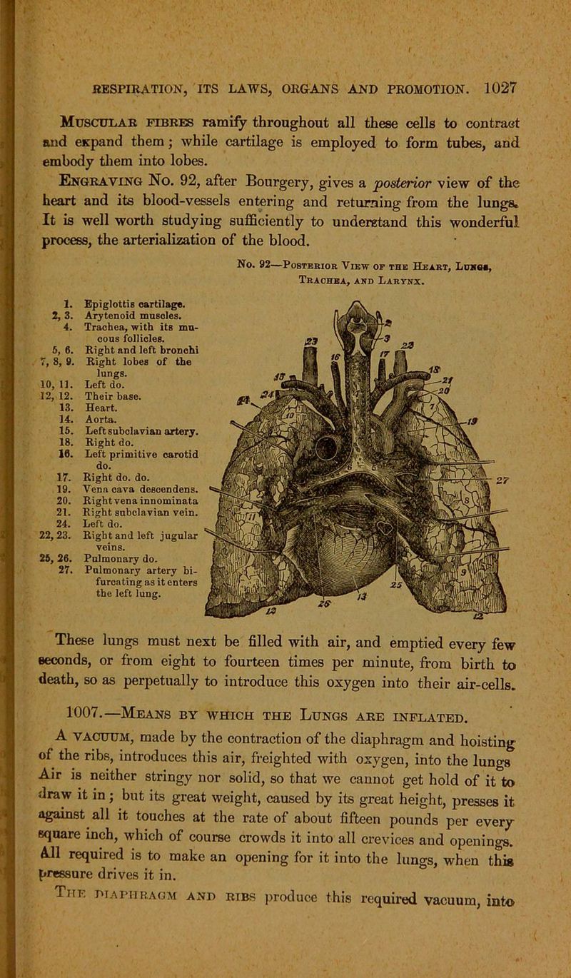 RESPIRATION, ITS LAWS, ORGANS AND PROMOTION. 1027 Muscular fibres ramify throughout all these cells to contrast and expand them; while cartilage is employed to form tubes, and embody them into lobes. Engraving No. 92, after Bourgery, gives a posterior view of the heart and its blood-vessels entering and returning from the lungs. It is well worth studying sufficiently to understand this wonderful process, the arterialization of the blood. 1. Epiglottis cartilage. 2, 3. Arytenoid muscles. 4. Trachea, with its mu- cous follicles. 5, 6. Right and left bronchi 7, 8, 9. Right lobes of the lungs. 10, 11. Left do. 12, 12. Their base. 13. Heart. 14. Aorta. 15. Left subclavian artery. 18. Right do. 16. Left primitive carotid do. 17. Right do. do. 19. Vena cava descendens. 20. Right vena innominata 21. Right subclavian vein. 24. Left do. 22, 23. Right and left jugular veins. 25, 26. 27. Pulmonary do. Pulmonary artery bi- furcating as it enters the left lung. These lungs must next be filled with air, and emptied every few seconds, or from eight to fourteen times per minute, from birth to death, so as perpetually to introduce this oxygen into their air-cells. 1007.—Means by which the Lungs are inflated. A vacuum, made by the contraction of the diaphragm and hoisting of the ribs, introduces this air, freighted with oxygen, into the lungs Air is neither stringy nor solid, so that we cannot get hold of it to draw it in; but its great weight, caused by its great height, presses it against all it touches at the rate of about fifteen pounds per every square inch, which of course crowds it into all crevices and openings. A.11 required is to make an opening for it into the lungs, when this pressure drives it in. The diaphragm and ribs produce this required vacuum, into No. 92—Posterior View op the Heart, Lung*, Trachea, and Larynx.