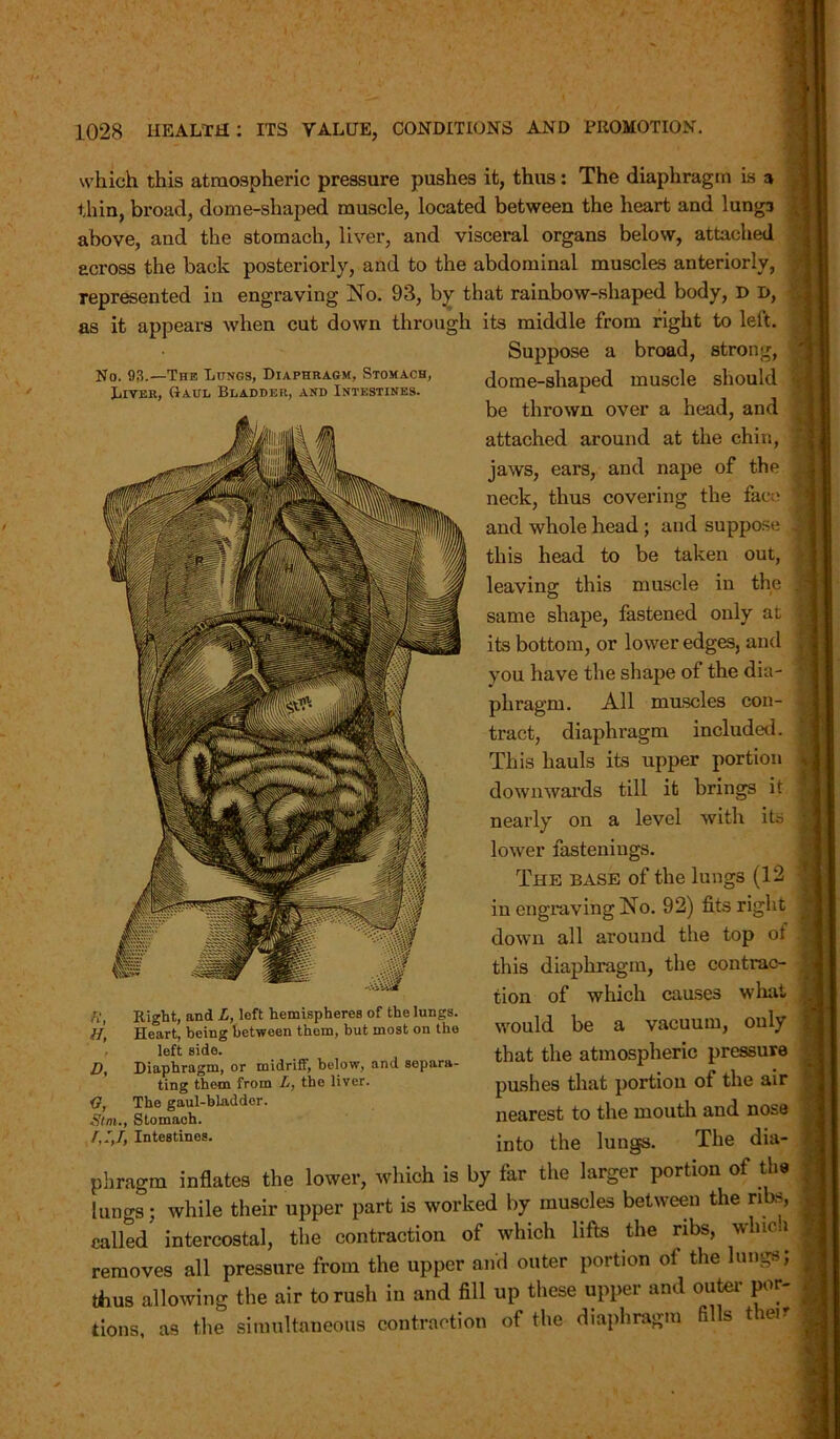 which this atmospheric pressure pushes it, thus: The diaphragm Is a thin, broad, dome-shaped muscle, located between the heart and lunga above, and the stomach, liver, and visceral organs below, attached across the back posteriorly, and to the abdominal muscles anteriorly, represented in engraving No. 93, by that rainbow-shaped body, D D, as it appears when cut down through its middle from right to left. Suppose a broad, strong, No. 93.—The Longs, Diaphragm, Stomach, dome-shaped muscle should Liver, Haul Bladder, and Intestines. i be thrown over a head, and attached around at the chin, jaws, eai’S, and nape of the neck, thus covering the face ' and whole head ; and suppose . this head to be taken out, leaving this muscle in the same shape, fastened only at its bottom, or lower edges, and you have the shape of the dia- phragm. All muscles con- tract, diaphragm included. This hauls its upper portion downwards till it brings it nearly on a level with its lower fastenings. The base of the lungs (12 in engraving No. 92) fits right down all around the top of this diaphragm, the contrac- tion of which causes what would be a vacuum, only that the atmospheric pressure pushes that portion of the air nearest to the mouth and nose into the lungs. The dia- phragm inflates the lower, which is by far the larger portion of the lungs; while their upper part is worked by muscles between the ribs, called intercostal, the contraction of which lifts the ribs, whici removes all pressure from the upper and outer portion ol the lungs; thus allowing the air to rush in and fill up these upper and outer por- tions, as the simultaneous contraction of the diaphragm fills their Right, and L, left hemispheres of the lungs. Heart, being between them, but most on the left side. D, Diaphragm, or midriff, below, and separa- ting them from L, the liver. O, The gaul-bladdor. Sim., Stomach. Intestines.