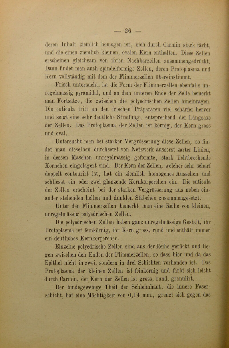 doreii Inhalt ziemlich homog’cn ist, sich durch Carmin stark färbt, und die einen ziemlich kleinen, ovalen Kern enthalten. Diese Zellen erscheinen gleichsam von ihren Nachbarzellen zusammengedrückt. Dann findet man auch spindelförmige Zellen, deren Protoplasma und Kern vollständig mit dem der Flimmerzellen übereinstimmt. Frisch untersucht, ist die Form der Flimmerzellen ebenfalls un- regelmässig pyramidal, und an dem unteren Ende der Zelle bemerkt man Fortsätze, die zwischen die polyedrischen Zellen hineinragen. Die cuticula tritt an den frischen Präparaten viel schärfer hervor und zeigt eine sehr deutliche Streifung, entsprechend der Längsaxe der Zellen. Das Protoplasma der Zellen ist körnig, der Kern gross und oval. Untersucht man bei starker Vergrösseruug diese Zellen, so fin- det man dieselben durchsetzt von Netzwerk äusserst zarter Linien, in dessen Maschen unregelmässig geformte, stark lichtbrechende Körnchen eingelagert sind. Der Kern der Zellen, welcher sehr scharf doppelt contourirt ist, hat ein ziemlich homogenes Aussehen und schliesst ein oder zwei glänzende Kernkörperchen ein. Die cuticula der Zellen erscheint bei der starken Vergrösserung aus neben ein- ander stehenden hellen und dunklen Stäbchen zusammengesetzt. Unter den Flimmerzellen bemerkt man eine Reihe von kleinen, unregelmässig polyedrischen Zellen. Die polyedrischen Zellen haben ganz unregelmässige Gestalt, ihr Protoplasma ist feinkörnig, ihr Kern gross, rund und enthält immer ein deutliches Kernkörperchen. Einzelne polyedrische Zellen sind aus der Reihe gerückt und lie- gen zwischen den Enden der Flimmerzellen, so dass hier und da das Epithel nicht in zwei, sondern in drei Schichten vorhanden ist. Das Protoplasma der kleinen Zellen ist feinkörnig und färbt sich leicht durch Carmin, der Kern der Zellen ist gross, rund, granulirt. Der bindegewebige Theil der Schleimhaut, die innere Faser- schicht, hat eine Mächtigkeit von 0,14 mm., grenzt sich gegen das