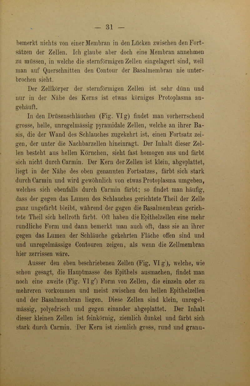 bemerkt nichts von einer Membran in den Lücken zwischen den Fort- sätzen der Zellen. Ich glaube aber doch eine Membran annehmen zu müssen, in welche die sternförmigen Zellen eingelagert sind, weil man auf Querschnitten den Contour der Basalmembran nie unter- brochen sieht. Der Zellkörper der sternförmigen Zellen ist sehr dünn und nur in der Nähe des Kerns ist etwas körniges Protoplasma an- gehäuft. In den Drüsenschläuchen (Fig. VI g) findet man vorherrschend grosse, helle, unregelmässig pyramidale Zellen, welche an ihrer Ba- sis, die der Wand des Schlauches zugekehrt ist, einen Fortsatz zei- gen, der unter die Nachbarzellen hineinragt. Der Inhalt dieser Zel- len besteht aus hellen Körnchen, sieht fast homogen aus und färbt sich nicht durch Carmin. Der Kern der Zellen ist klein, abgeplattet, liegt in der Nähe des oben genannten Fortsatzes, färbt sich stark durch Carmin und wird gewöhnlich von etwas Protoplasma umgeben, welches sich ebenfalls durch Carmin färbt; so findet man häufig, dass der gegen das Lumen des Schlauches gerichtete Theil der Zelle ganz ungefärbt bleibt, während der gegen die Basalmembran gerich- tete Theil sich hellroth färbt. Oft haben die Epithelzellen eine mehr rundliche Form und dann bemerkt man auch oft, dass sie an ihrer gegen das Lumen der Schläuche gekehrten Fläche offen sind und und unregelmässige Contouren zeigen, als wenn die Zellmembran hier zerrissen wäre. Ausser den eben beschriebenen Zellen (Fig. VI g ), welche, wie schon gesagt, die Hauptmasse des Epithels ausmachen, findet man noch eine zweite (Fig. VI g') Form von Zellen, die einzeln oder zu mehreren Vorkommen und meist zwischen den hellen Epithelzellen und der Basalmembran liegen. Diese Zellen sind klein, unregel- mässig, polyedrisch und gegen einander abgeplattet. Der Inhalt dieser kleinen Zellen ist feinkörnig, ziemlich dunkel und färbt sich stark durch Carmin. Der Kern ist ziemlich gross, rund und granu-