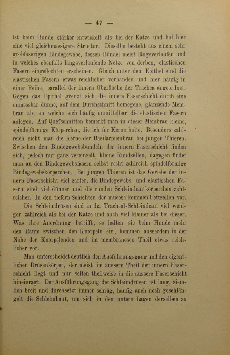 — 4:7 — ist beim Hunde stärker entwickelt als bei der Katze und bat hier eine viel gleichmässigere Structur. Dieselbe besteht aus einem sehr grobfaserigen Bindegewebe, dessen Bündel meist längsverlaufen und in welches ebenfalls längsverlaufende Netze von derben, elastischen Fasern eingeflochten erscheinen. Gleich unter dem Epithel sind die elastischen Fasern etwas reichlicher vorhanden und hier häufig in einer Reihe, parallel der innern Oberfläche der Trachea angeordnet. Gegen das Epithel grenzt sich die innere Faserschicht durch eine unmessbar dünne, auf dem Durchschnitt homogene, glänzende Mem- bran ab, an welche sich häufig uniiiittelbar die elastischen Fasern anlegen. Auf Qiiefschnitten bemerkt man in dieser Membran kleine, spindelförmige Körperchen, die ich für Kerne halte. Besonders zahl- reich sieht man die Kerne der Basilarmembran bei jungen Thieren. Zwischen den Bindegewebsbüiideln der innern Faserschicht finden sich, jedoch nur ganz vereinzelt, kleine Rundzellen, dagegen findet man an den Bindegewebsfasern selbst recht zahlreich spindelförmige Bindegewebskörperchen. Bei jungen Thieren ist das Gewebe der iii- nern Faserschicht viel zarter, die Bindegewebs- und elastischen Fa- sern sind viel dünner und die runden Schleimhautkörperchen zahl- reicher. In den tiefem Schichten der mucosa kommen Fettzellen vor. Die Schleimdrüsen sind in der Tracheal-Scbleimhaut viel weni- ger zahlreich als bei der Katze und auch viel kleiner als bei dieser. Was ihre Anordnung betrifft, so halten sie beim Hunde mehr den Raum zwischen den Knorpeln ein, kommen ausserdem in der Nähe der Knorpelenden und im membranösen Theil etwas reich- licher vor. Man unterscheidet deutlich den Ausführungsgang und den eigent- lichen Drüsenkörper, der meist im äussern Theil der innern Faser- schicht liegt und nur selten theilweise in die äussere Faserschicht- hineinragt. Der Ausführungsgang der Schleimdrüsen ist lang, ziem- lich breit und durchsetzt immer schräg, häufig auch noch geschlän- gelt die Schleimhaut, um sich in den untern Lagen derselben zu