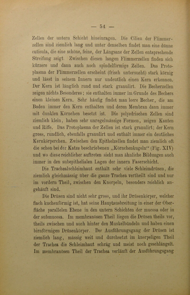 Zelloii der iiiitorii Scliiclit hiiicim*cag'en. iJie Cilien der Flimmer- zellen sind ziemlich lang- und unter denselben findet man eine dünne cuticula, die eine schöne, feine, der Längsaxe der Zellen entsprechende Streifung zeigt. Zwischen diesen langen Flimmerzellen finden sich kürzere und dann auch noch spindelförmige Zellen. Das Proto- plasma der Flimmerzellen erscheint (frisch untersucht) stark körnig und lässt in seinem Innern nur undeutlich einen Kern erkennen. Der Kern ist länglich rund und stark granulirt. Die Becherzellen zeigen nichts Besonderes; sie enthalten immer im Girunde des Bechers einen kleinen Kern. Sehr häufig findet man leere Becher, die am Boden immer den Kern enthalten und deren Membran dann immer mit dunklen Körnchen besetzt ist. Die polyedrischen Zellen sind ziemlich klein, haben sehr unregelmässige Formen, zeigen Kanten und Riffe. Das Protoplasma der Zellen ist stark granulirt; der Kern gross, rundlich, ebenfalls granulirt und enthält immer ein deutliches Kernkörperchen. Zwischen den Epithelzellen findet man ziemlich oft die schon bei der Katze beschriebenen ,,Körnchenkugeln‘‘ (Fig. XIV) und wo diese reichlicher auftreten sieht man ähnliche Bildungen auch immer in den subepithelialen Lagen der innern Faserschicht. Die Trachealschleimhaut enthält sehr viele Schleimdrüsen, die ziemlich gleichmässig über die ganze Trachea vertheilt sind und nur im vordem Theil, zwischen den Knorpeln, besonders reichlich an- gehäuft sind. Die Drüsen sind nicht sehr gross, und ihr Drösenkörper, welcher flach kuchenförmig ist, hat seine Hauptausbreitung in einer der Ober- fläche parallelen Ebene in den untern Schichten der mucosa oder in der submucosa. Im membranösen Theil liegen die Drüsen theils vor, theils zwischen und auch hinter den Muskelbündeln und haben einen bimförmigen Drüsenkörper. Der Ausführungsgang der Drüsen ist ziemlich lang, mässig weit und durchsetzt im knorpeligen Theil der Trachea die Schleimhaut schräg und meist noch geschlängelt. Im membranösen Theil der Trachea verläuft der Ausführungsgang