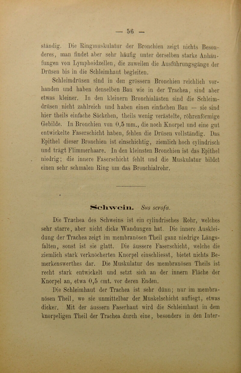 ständig-. Die Ringmusknlatur der Bronchien zeigt nichts Beson- deres, man findet aber sehr häußg unter derselben starke Anhäu- fungen von Lymphoidzellen, die zuweilen die Ausführungsgärigc der DrIlsen bis in die Schleimhaut begleiten. Schleimdrüsen sind in den grossem Bronchien reichlich vor- handen und haben denselben Bau wie in der Trachea, sind aber etwas kleiner. In den kleinern Bronchialästen sind die Schleim- drüsen nicht zahlreich und haben einen einfachen Bau — sie sind hier theils einfache Säckchen, theils wenig verästelte, röhrenförmige Gebilde. In Bronchien von 0,5 mm., die noch Knorpel und eine gut entwickelte Faserschicht haben, fehlen die Drüsen vollständig. Das Epithel dieser Bronchien ist einschichtig, ziemlich hoch cylindrisch und trägt Flimmerhaare. In den kleinsten Bronchien ist das Epithel niedrig; die innere Faserschicht fehlt und die Muskulatur bildet einen sehr schmalen Ring um das Broiichialrohr. ^oliwein. Sus scrofa. Die Trachea des Schweins ist ein cylindrisches Rohr, welches sehr starre, aber nicht dicke Wandungen hat. Die innere Ausklei- dung der Trachea zeigt im membranösen Theil ganz niedrige Längs- falten, sonst ist sie glatt. Die äussere Faserschicht, welche die ziemlich stark verknöcherten Knorpel einschliesst, bietet nichts ße- merkenswerthes dar. Die Muskulatur des membranösen Theils ist recht stark entwickelt und setzt sich an der innern Fläche der Knorpel an, etwa 0,5 cmt. vor deren Enden. Die Schleimhaut der Trachea ist sehr dünn; nur im membra- nösen Theil, wo sie unmittelbar der Muskelschicht aufliegt, etwas dicker. Mit der äussern Faserhaut wird die Schleimhaut in dem knorpeligen Theil der Trachea durch eine, besonders in den Inter-