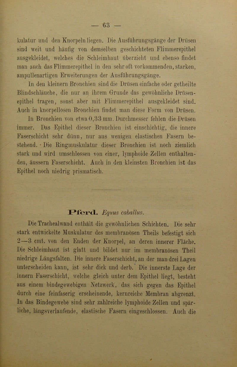 kulatur und den Knorpeln liegen. Die Ausfülirnngsgänge der Drüsen sind weit und häufig von demselben geschichteten Flimmerepithel ausgekleidet, welches die Schleimhaut überzieht und ebenso findet man auch das Flimmerepithel in den sehr oft vorkommenden, starken, ampullenartigen Erweiterungen der Ausführungsgänge. In den kleinern Bronchien sind die Drüsen einfache oder getheilte Blindschläuche, die nur an ihrem Grunde das gewöhnliche Drttsen- epithel tragen, sonst aber mit Flimmerepithel ausgekleidet sind. Auch in knorpellosen Bronchien findet man diese Form von Drüsen, In Bronchien von etwa 0,33 mm. Durchmesser fehlen die Drüsen immer. Das Epithel dieser Bronchien ist einschichtig, die innere Faserschicht sehr dünn, nur aus wenigen elastischen Fasern be- stehend. * Die Ringmuskulatur dieser Bronchien ist noch ziemlich stark und wird umschlossen von einer, lymphoide Zellen enthalten- den, äussern Faserschicht. Auch in den kleinsten Bronchien ist das Epithel noch niedrig prismatisch. Equus cdballus. Die Trachealwand enthält die gewöhnlichen Schichten. Die sehr stark entwickelte Muskulatur des membranösen Theils befestigt sich 2—3 cmt. von den Enden der Knorpel, an deren innerer Fläche. Die Schleimhaut ist glatt und bildet nur im membranösen Theil niedrige Längsfalten. Die innere Faserschicht, an der man drei Lagen unterscheiden kann, ist sehr dick und derb.* Die innerste Lage der innern Faserschicht, welche gleich unter dem Epithel liegt, besteht aus einem bindegewebigen Netzwerk, das sich gegen das Epithel durch eine feinfaserig erscheinende, kernreiche Membran abgrenzt. In das Bindegewebe sind sehr zahlreiche lymphoide Zellen und spär- liche, längsverlaufende, elastische Fasern eingeschlossen. Auch die