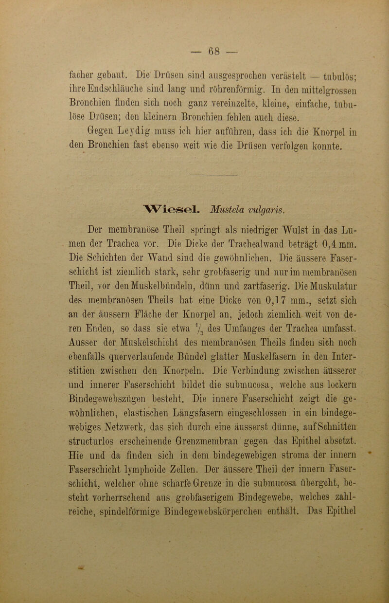 faclier gebaut. Die Drüsen sind ausgesprochen verästelt — tubulos; ihre Endschläuche sind lang und röhrenförmig. In den mittelgrossen Bronchien finden sich noch ganz vereinzelto, kleine, einfache, tiibu- löse Drüsen; den kleinern Bronchien fehlen auch diese. Gregen Leydig muss ich hier anführen, dass ich die Knorpel in den Bronchien fast ebenso weit wie die Drüsen verfolgen konnte. Mustela vulgaris. Der membranöse Theil springt als niedriger Wulst in das Lu- men der Trachea vor. Die Dicke der Trachealwand beträgt 0,4 mm. Die Schichten der Wand sind die gewöhnlichen. Die äussere Faser- schicht ist ziemlich stark, sehr grobfaserig und nur im membranösen Theil, vor den Muskelbündeln, dünn und zartfaserig. Die Muskulatur des membranösen Theils hat eine Dicke von 0,17 mm., setzt sich an der äussern Fläche der Knorpel an, jedoch ziemlich weit von de- ren Enden, so dass sie etwa \ des Umfanges der Trachea umfasst. Ausser der Muskelschicht des membranösen Theils finden sich noch ebenfalls querverlaufende Bündel glatter Muskelfasern in den Inter- stitiell zwischen den Knorpeln. Die Verbindung zwischen äusserer und innerer Faserschicht bildet die submucosa, ivelche aus lockern Bindegewebszügen besteht. Die innere Faserschicht zeigt die ge- wöhnlichen, elastischen Längsfasern eingeschlossen in ein bindege- webiges Netzwerk, das sich durch eine äusserst dünne, auf Schnitten structurlos erscheinende Grenzmembran gegen das Epithel absetzt. Hie und da finden sich in dem bindegewebigen stroma der innern Faserschicht lymphoide Zellen. Der äussere Theil der innern Faser- schicht, welcher ohne scharfe Grenze in die submucosa übergeht, be- steht vorherrschend aus grobfaserigem Bindegewebe, welches zahl- reiche, spindelförmige Bindegewebskörperchen enthält. Das Epithel 'Viv