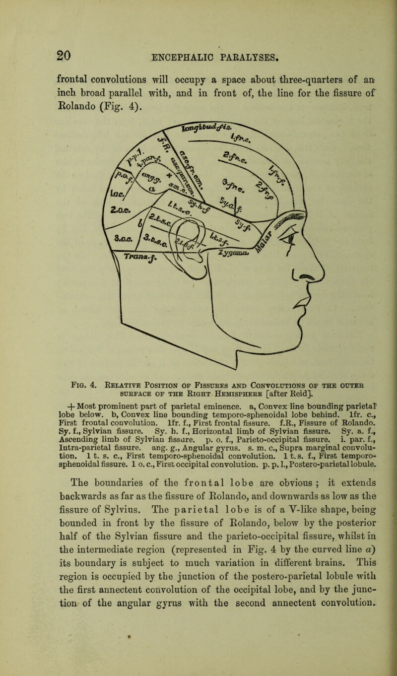 frontal convolutions will occupy a space about three-quarters of an inch broad parallel with, and in front of, the line for the fissure of Rolando (Fig. 4). Fig. 4. Relative Position of Fissures and Convolutions of the outer surface of the Right Hemisphere [after Reid]. -f- Most prominent part of parietal eminence, a, Convex line bounding parietal lobe below, b, Convex line bounding temporo-sphenoidal lobe behind, lfr. c., First frontal convolution, lfr. f., First frontal fissure. f.R., Fissure of Rolando. Sy. f., Sylvian fissure. Sy. b. f., Horizontal limb of Sylvian fissure. Sy. a. f., Ascending limb of Sylvian fissure, p. o. f., Parieto-occipital fissure, i. par. f., Intra-parietal fissure, ang. g., Angular gyrus, s. m. c., Supra marginal convolu- tion. It. s. c., First temporo-sphenoidal convolution. It. s. f., First temporo- sphenoidal fissure. 1 o. c., First occipital convolution, p. p. 1., Postero-parietal lobule. The boundaries of the frontal lobe are obvious ; it extends backwards as far as the fissure of Rolando, and downwards as low as the fissure of Sylvius. The parietal lobe is of a V-like shape, being bounded in front by the fissure of Rolando, below by the posterior half of the Sylvian fissure and the parieto-occipital fissure, whilst in the intermediate region (represented in Fig. 4 by the curved line a) its boundary is subject to much variation in different brains. This region is occupied by the junction of the postero-parietal lobule with the first annectent convolution of the occipital lobe, and by the junc- tion of the angular gyrus with the second annectent convolution.