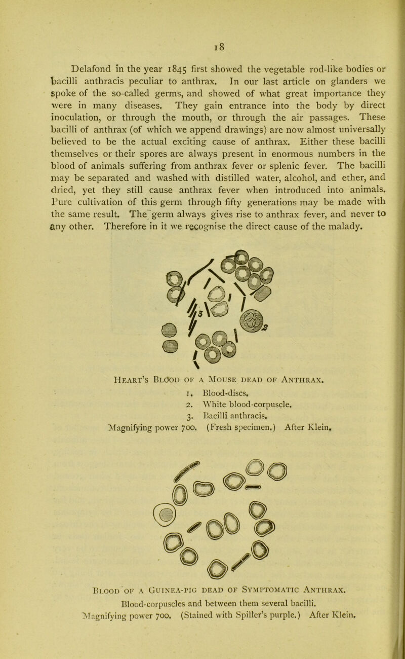 Delafond in the year 1845 first showed the vegetable rod-like bodies or bacilli anthracis peculiar to anthrax. In our last article on glanders we spoke of the so-called germs, and showed of what great importance they were in many diseases. They gain entrance into the body by direct inoculation, or through the mouth, or through the air passages. These bacilli of anthrax (of which we append drawings) are now almost universally believed to be the actual exciting cause of anthrax. Either these bacilli themselves or their spores are always present in enormous numbers in the blood of animals suffering from anthrax fever or splenic fever. The bacilli may be separated and washed with distilled water, alcohol, and ether, and dried, yet they still cause anthrax fever when introduced into animals. Pure cultivation of this germ through fifty generations may be made with the same result. The germ always gives rise to anthrax fever, and never to any other. Therefore in it we recognise the direct cause of the malady. Heart’s Blood of a Mouse dead of Anthrax. 1. Blood-discs. 2. White blood-corpuscle. 3. Bacilli anthracis. Magnifying power 700. (Fresh specimen.) After Klein, Blood of a Guinea-itg dead of Symptomatic Anthrax. Blood-corpuscles and between them several bacilli. Magnifying power 700. (Stained with Spiller’s purple.) After Klein.