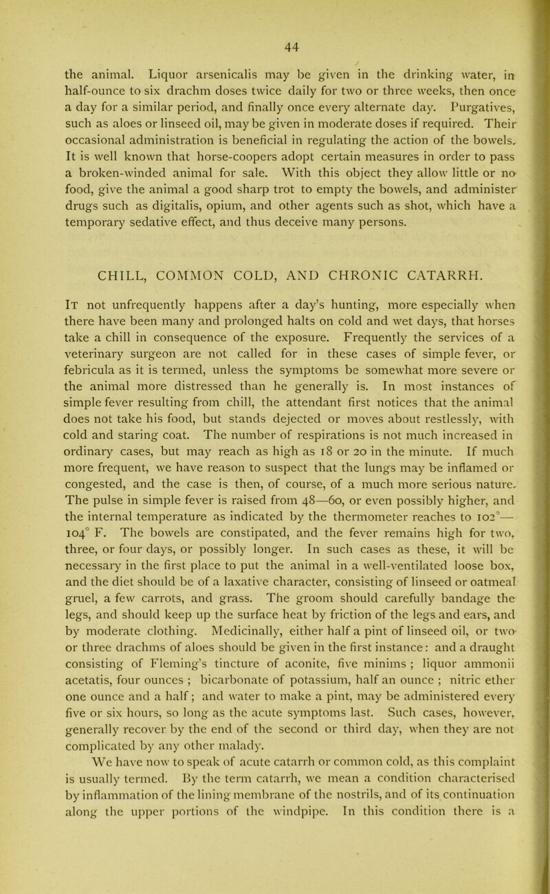 the animal. Liquor arsenicalis may be given in the drinking water, in half-ounce to six drachm doses twice daily for two or three weeks, then once a day for a similar period, and finally once every alternate day. Purgatives, such as aloes or linseed oil, maybe given in moderate doses if required. Their occasional administration is beneficial in regulating the action of the bowels.. It is well known that horse-coopers adopt certain measures in order to pass a broken-winded animal for sale. With this object they allow little or nu food, give the animal a good sharp trot to empty the bowels, and administer drugs such as digitalis, opium, and other agents such as shot, which have a temporary sedative effect, and thus deceive many persons. CHILL, COMMON COLD, AND CHRONIC CATARRH. It not unfrequently happens after a day’s hunting, more especially when there have been many and prolonged halts on cold and wet days, that horses take a chill in consequence of the exposure. Frequently the services of a veterinary surgeon are not called for in these cases of simple fever, or febricula as it is termed, unless the symptoms be somewhat more severe or the animal more distressed than he generally is. In most instances of simple fever resulting from chill, the attendant first notices that the animal does not take his food, but stands dejected or moves about restlessly, with cold and staring coat. The number of respirations is not much increased in ordinary cases, but may reach as high as 18 or 20 in the minute. If much more frequent, we have reason to suspect that the lungs may be inflamed or congested, and the case is then, of course, of a much more serious nature. The pulse in simple fever is raised from 48—60, or even possibly higher, and the internal temperature as indicated by the thermometer reaches to 102°— 104° F. The bowels are constipated, and the fever remains high for two, three, or four days, or possibly longer. In such cases as these, it will be necessary in the first place to put the animal in a well-ventilated loose box, and the diet should be of a laxative character, consisting of linseed or oatmeal gruel, a few carrots, and grass. The groom should carefully bandage the legs, and should keep up the surface heat by friction of the legs and ears, and by moderate clothing. Medicinally, either half a pint of linseed oil, or two- or three drachms of aloes should be given in the first instance : and a draught consisting of Fleming’s tincture of aconite, five minims ; liquor ammonii acetatis, four ounces ; bicarbonate of potassium, half an ounce ; nitric ether one ounce and a half; and water to make a pint, may be administered every five or six hours, so long as the acute symptoms last. Such cases, however, generally recover by the end of the second or third day, when they are not complicated by any other malady. We have now to speak of acute catarrh or common cold, as this complaint is usually termed. By the term catarrh, we mean a condition characterised by inflammation of the lining membrane of the nostrils, and of its continuation along the upper portions of the windpipe. In this condition there is a