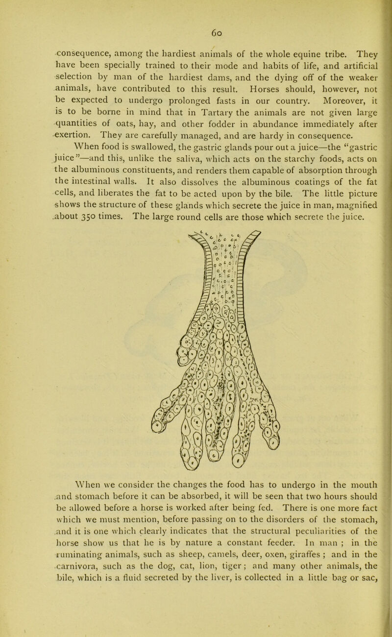 consequence, among the hardiest animals of the whole equine tribe. They have been specially trained to their mode and habits of life, and artificial selection by man of the hardiest dams, and the dying off of the weaker animals, have contributed to this result. Horses should, however, not be expected to undergo prolonged fasts in our country. Moreover, it is to be borne in mind that in Tartary the animals are not given large quantities of oats, hay, and other fodder in abundance immediately after exertion. They are carefully managed, and are hardy in consequence. When food is swallowed, the gastric glands pour out a juice—the “gastric juice”—and this, unlike the saliva, which acts on the starchy foods, acts on the albuminous constituents, and renders them capable of absorption through the intestinal walls. It also dissolves the albuminous coatings of the fat cells, and liberates the fat to be acted upon by the bile. The little picture shows the structure of these glands which secrete the juice in man, magnified .about 350 times. The large round cells are those which secrete the juice. When we consider the changes the food has to undergo in the mouth .and stomach before it can be absorbed, it will be seen that two hours should be allowed before a horse is worked after being fed. There is one more fact which we must mention, before passing on to the disorders of the stomach, and it is one which clearly indicates that the structural peculiarities of the horse show us that he is by nature a constant feeder. In man ; in the ruminating animals, such as sheep, camels, deer, oxen, giraffes ; and in the carnivora, such as the dog, cat, lion, tiger; and many other animals, the bile, which is a fluid secreted by the liver, is collected in a little bag or sac,
