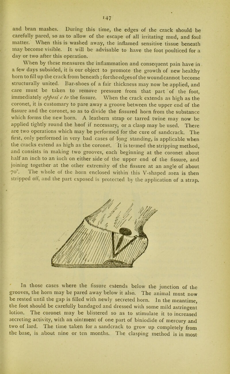 ] 47 and bran mashes. During this time, the edges of the crack should be carefully pared, so as to allow of the escape of all irritating mud, and foul matter. When this is washed away, the inflamed sensitive tissue beneath may become visible. It will be advisable to have the foot poulticed for a day or two after this operation. \\ hen by these measures the inflammation and consequent pain have in a few days subsided, it is our object to promote the growth of new healthy horn to fill up the crack from beneath ; fortheedgesof the woundcannot become structurally united. Bar-shoes of a fair thickness may now be applied, and care must be taken to remove pressure from that part of the foot, immediately opposi e to the fissure. When the crack extends as high as the coronet, it is customary to pare away a groove between the upper end of the fissure and the coronet, so as to divide the fissured horn from the substance which forms the new horn. A leathern strap or tarred twine may now be applied tightly round the hoof if necessary, or a clasp may be used. There are two operations which may be performed for the cure of sandcrack. The first, only performed in very bad cases of long standing, is applicable when the cracks extend as high as the coronet. It is termed the stripping method, and consists in making two grooves, each beginning at the coronet about half an inch to an inch on either side of the upper end of the fissure, and joining together at the other extremity of the fissure at an angle of about 7° • I he whole of the horn enclosed within this V-shaped area is then stripped olt, and the part exposed is protected by the application of a strap. In those cases where the fissure extends below the junction of the grooves, the horn may be pared away below it also. The animal must now be rested until the gap is filled with newly secreted horn. In the meantime, the foot should be carefully bandaged and dressed with some mild astringent lotion. The coronet may be blistered so as to stimulate it to increased secreting activity, with an ointment of one part of biniodide of mercury and two of lard. The time taken for a sandcrack to grow up completely from the base, is about nine or ten months. The clasping method is in most