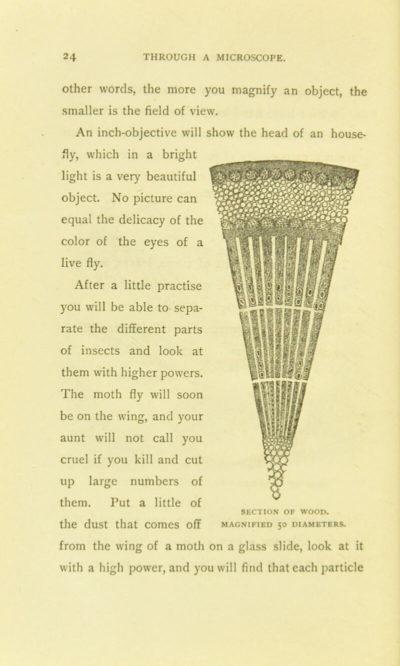 other words, the more you magnify an object, the smaller is the field of view. An inch-objective will show the head of an house- fly, which in a bright light is a very beautiful object. No picture can equal the delicacy of the color of the eyes of a live fly. After a little practise you will be able to sepa- rate the different parts of insects and look at them with higher powers. The moth fly will soon be on the wing, and your aunt will not call you cruel if you kill and cut up large numbers of them. Put a little of SECTION OF WOOD. the dust that comes off magnified 50 diameters. from the wing of a moth on a glass slide, look at it with a high power, and you will find that each particle